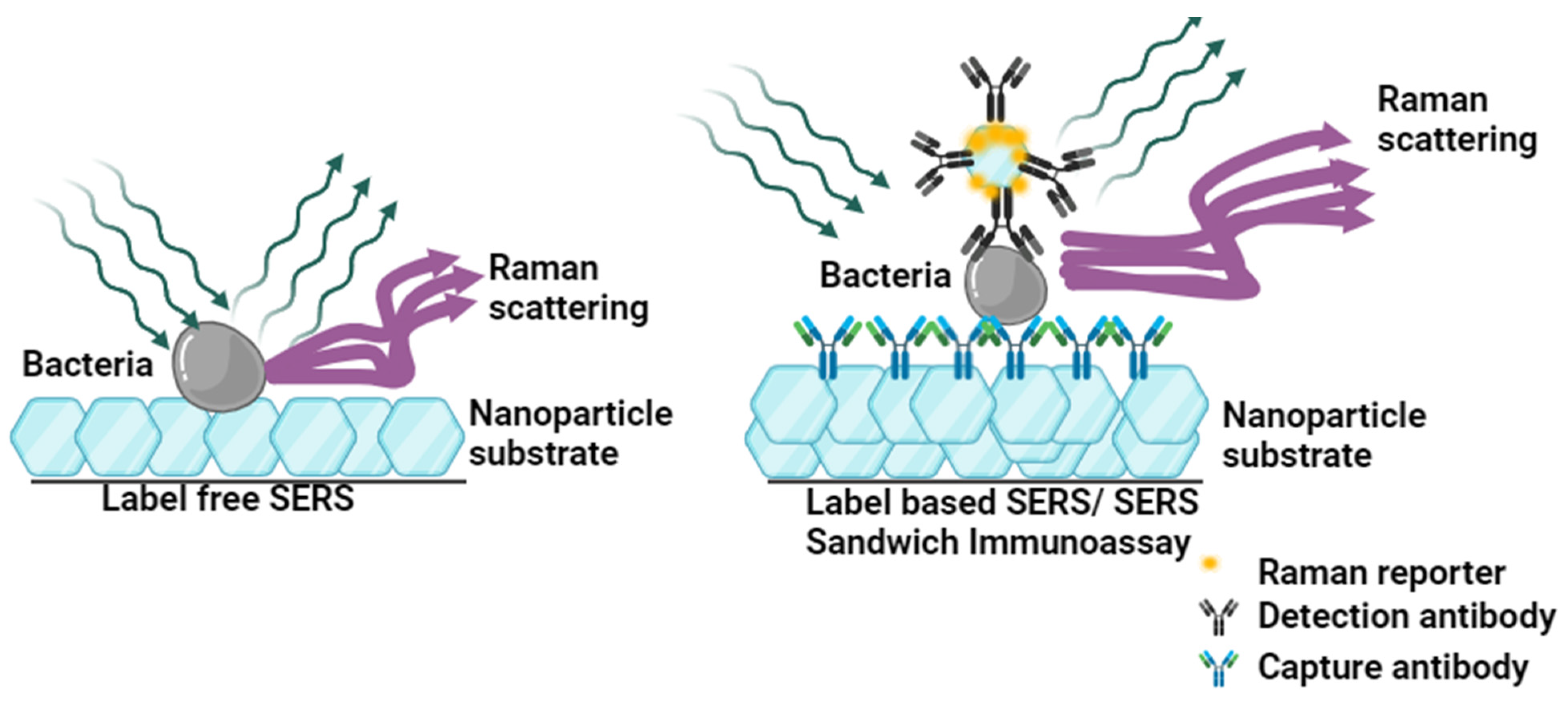 Biosensors 14 00375 g002