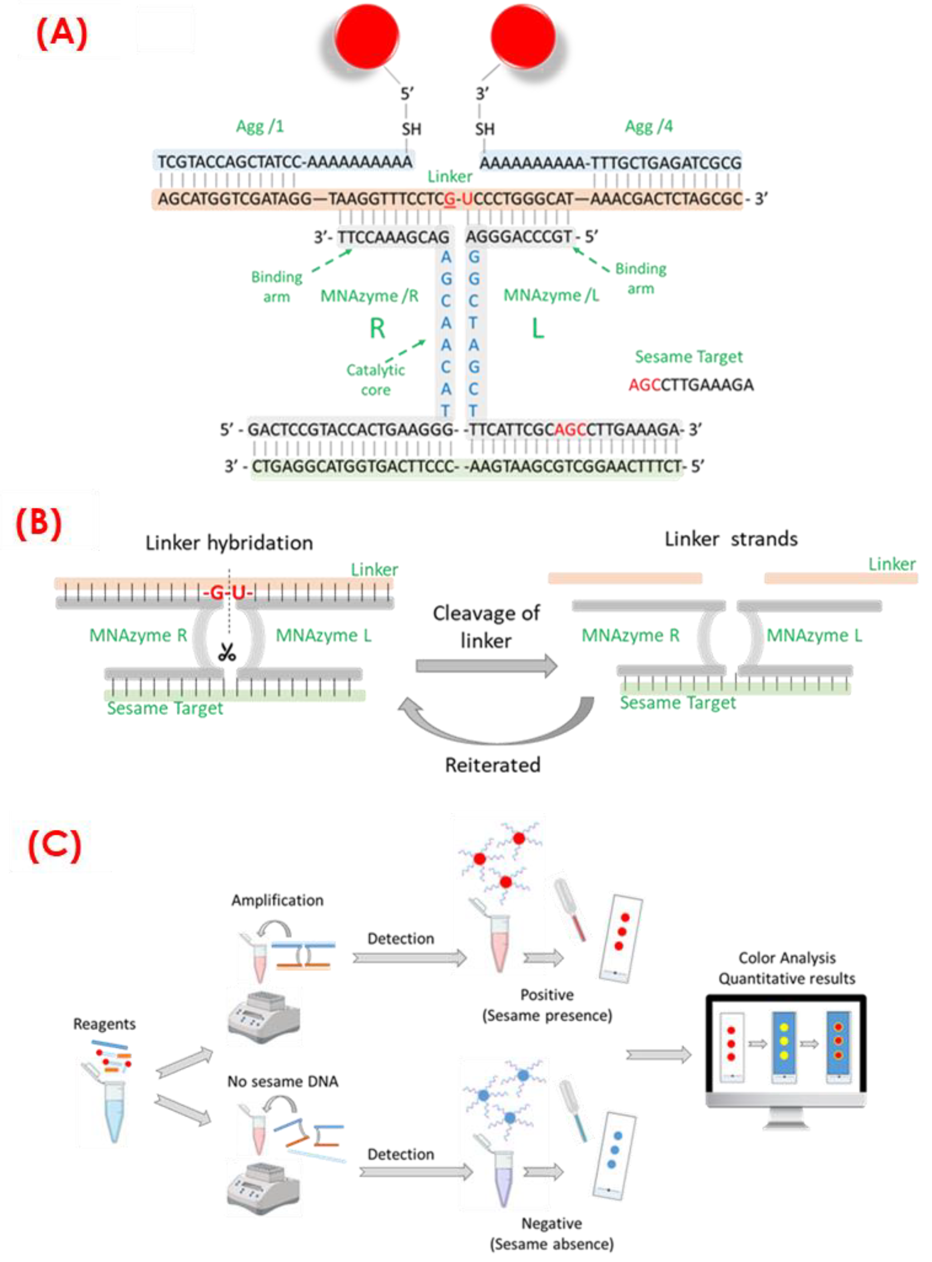 Biosensors 14 00377 sch001