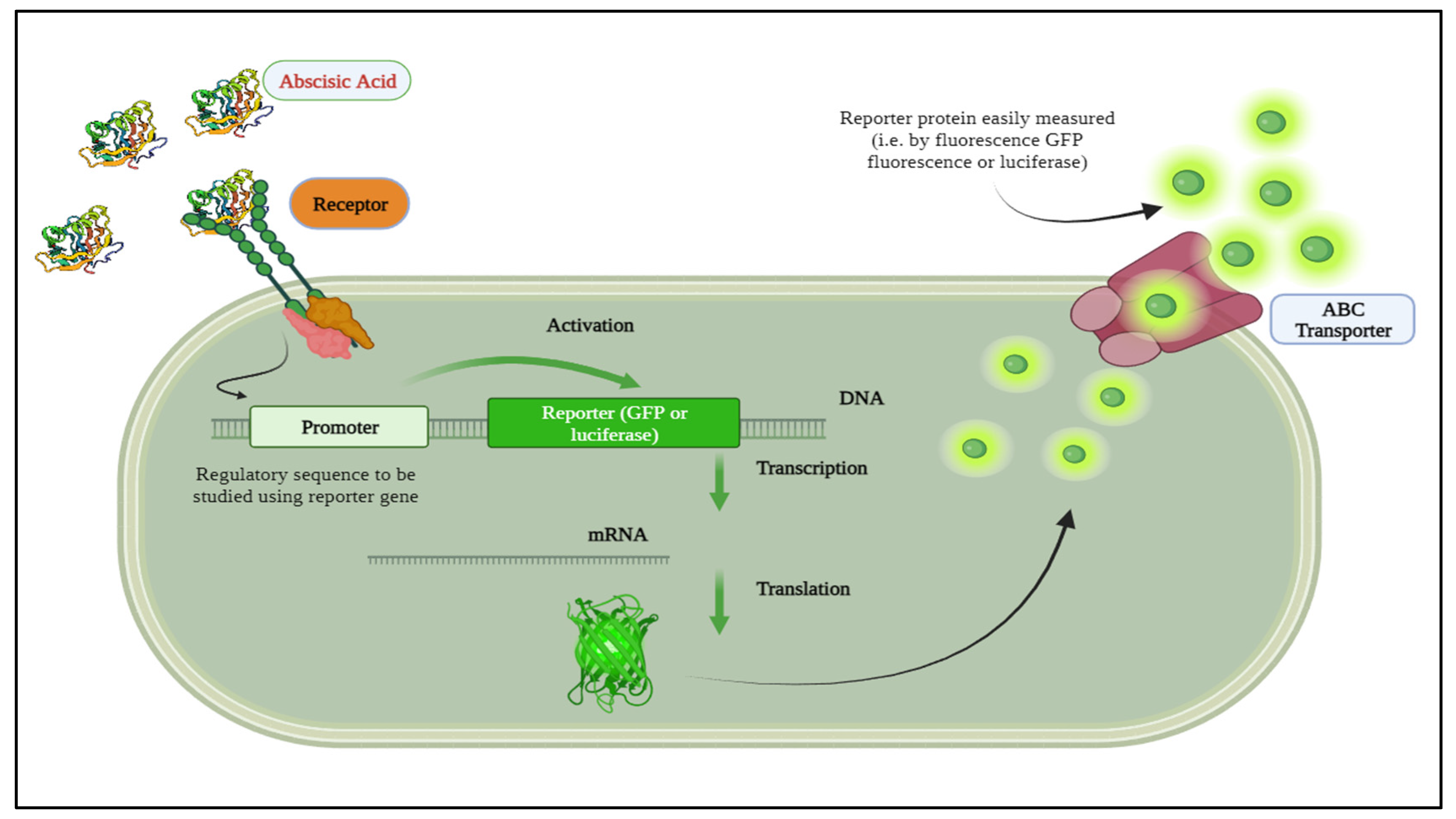 Biosensors 14 00378 g001 Biosensors 14 00378 g001