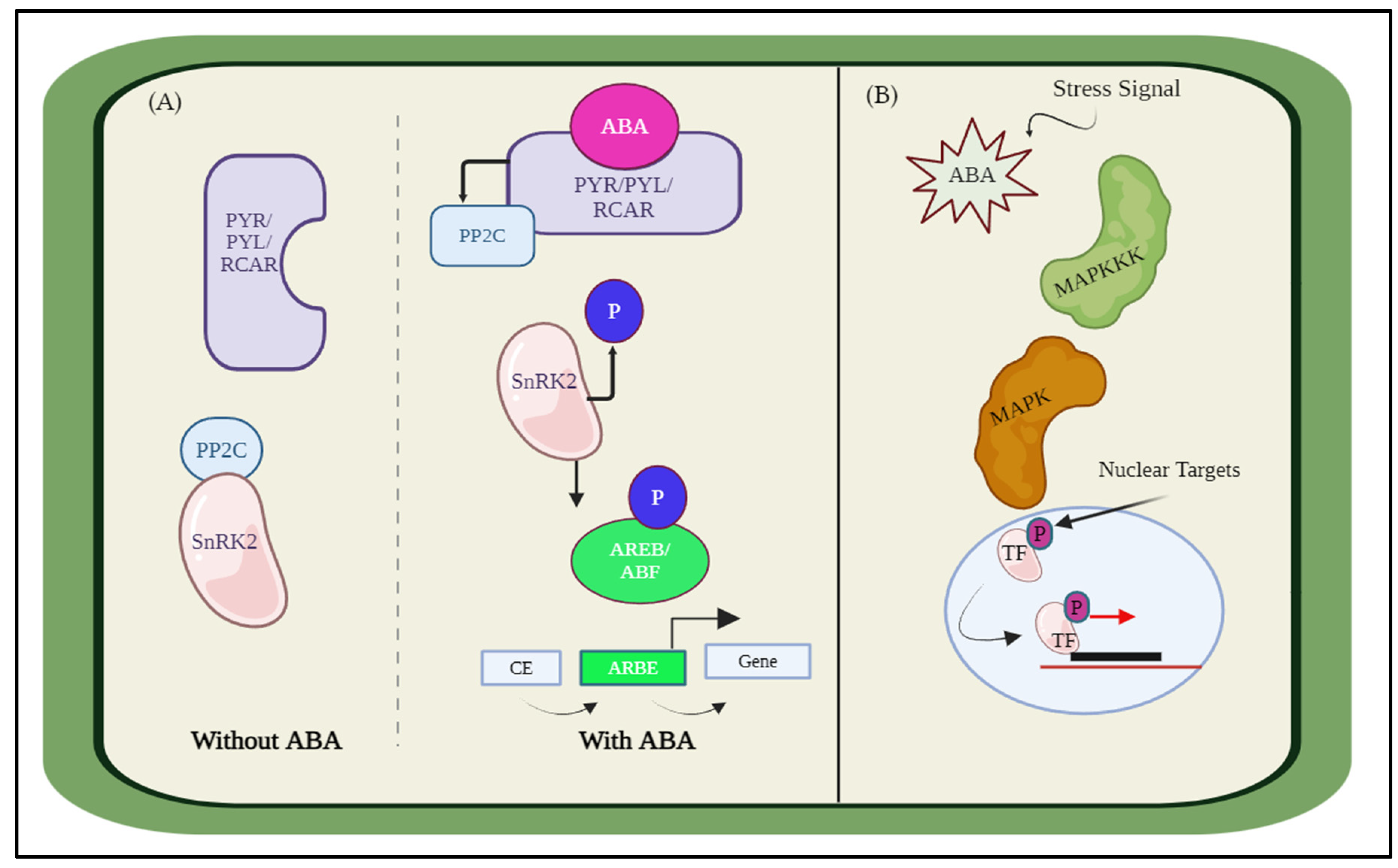 Biosensors 14 00378 g002 Biosensors 14 00378 g002