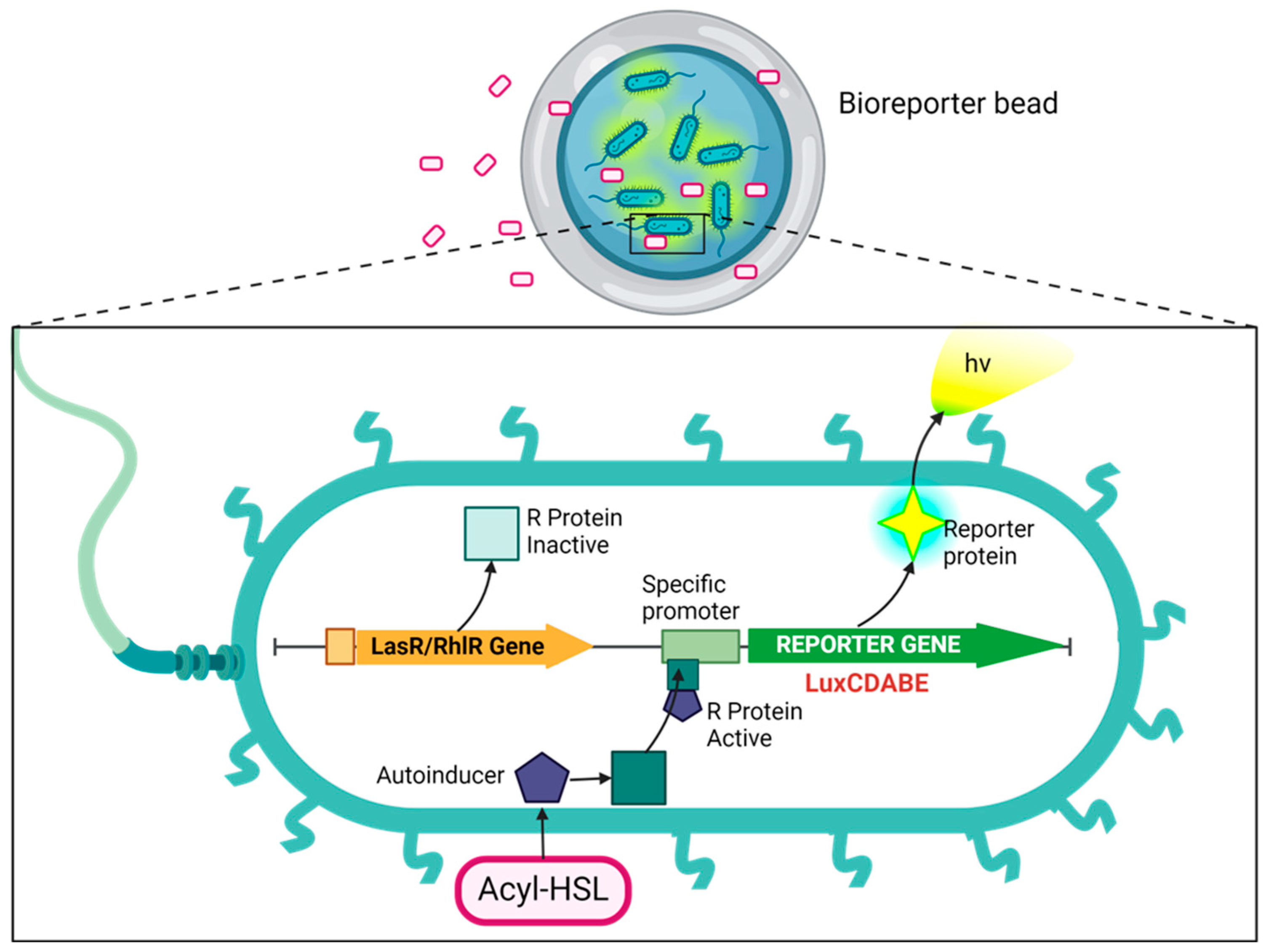 Biosensors 14 00383 g001