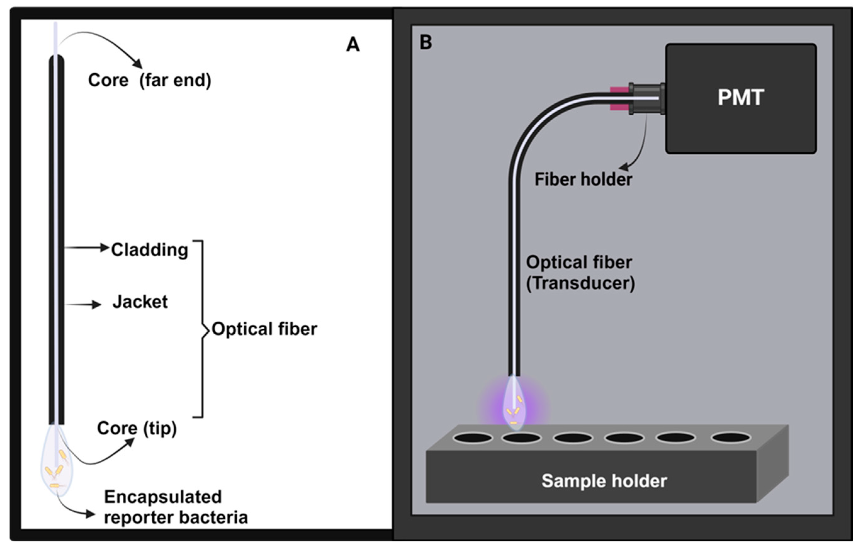Biosensors 14 00383 g003