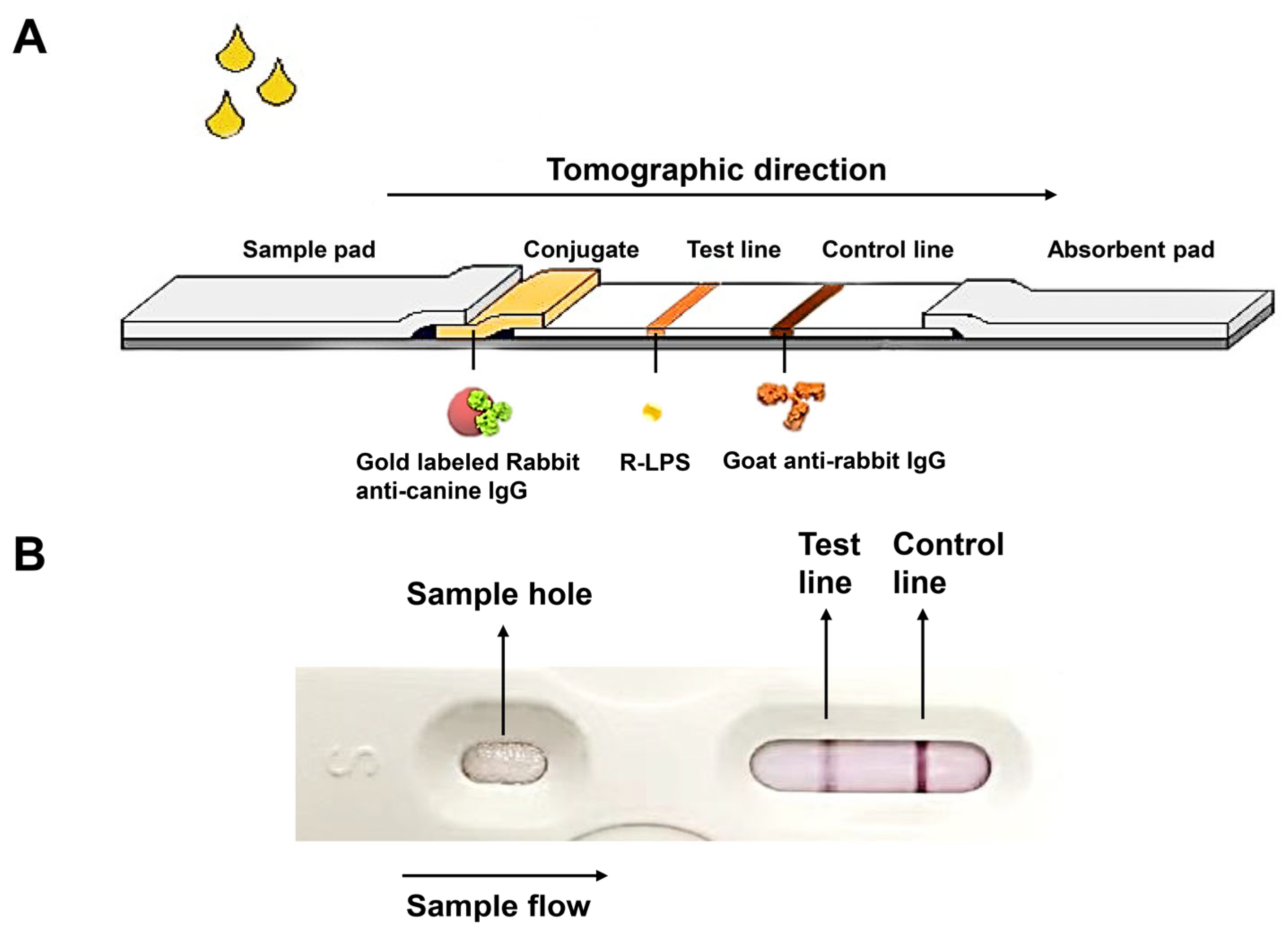 Biosensors 14 00388 g001