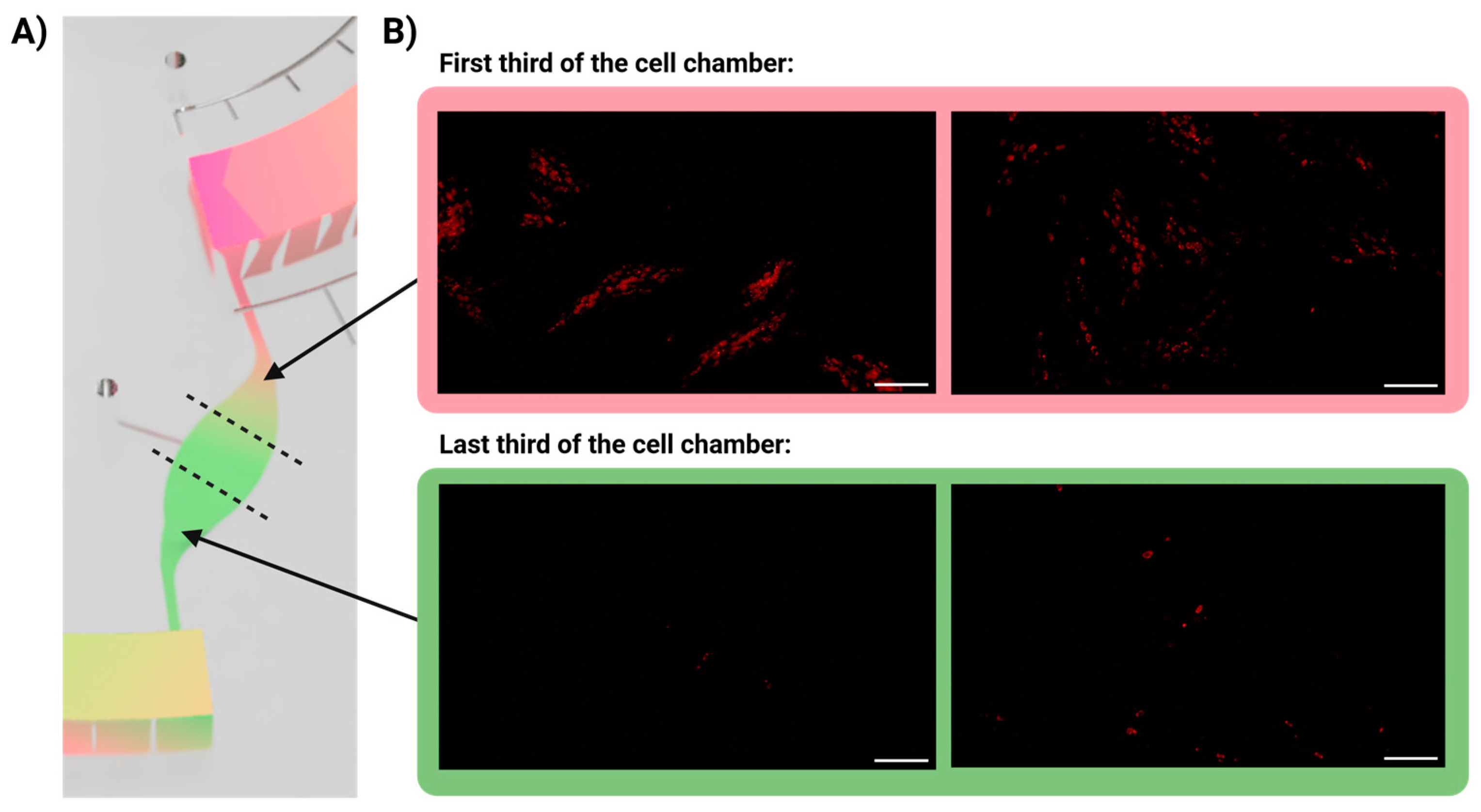 Biosensors 14 00401 g005