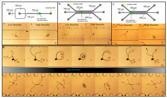 Microscale Humidity Sensor Based on Iron-Coated Elaters of