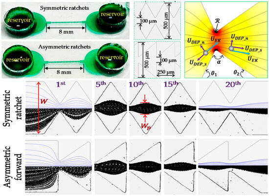 Recent Advances in Dielectrophoretic Manipulation and Separation 