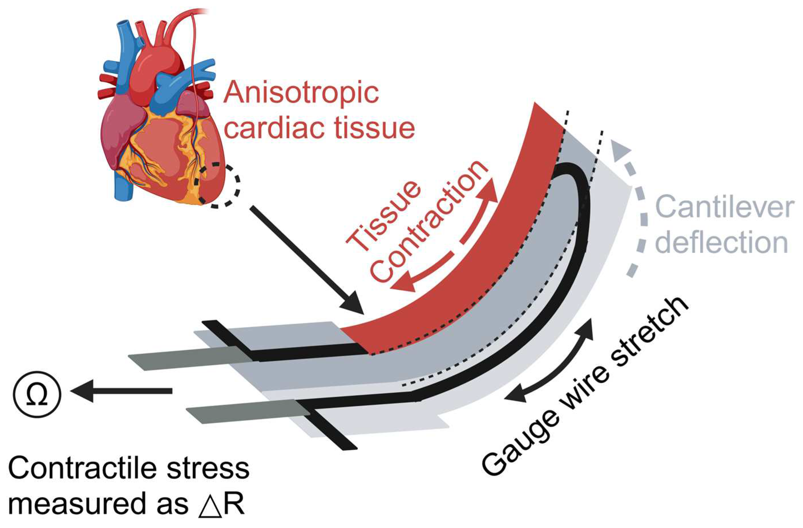 Biosensors 14 00425 g004