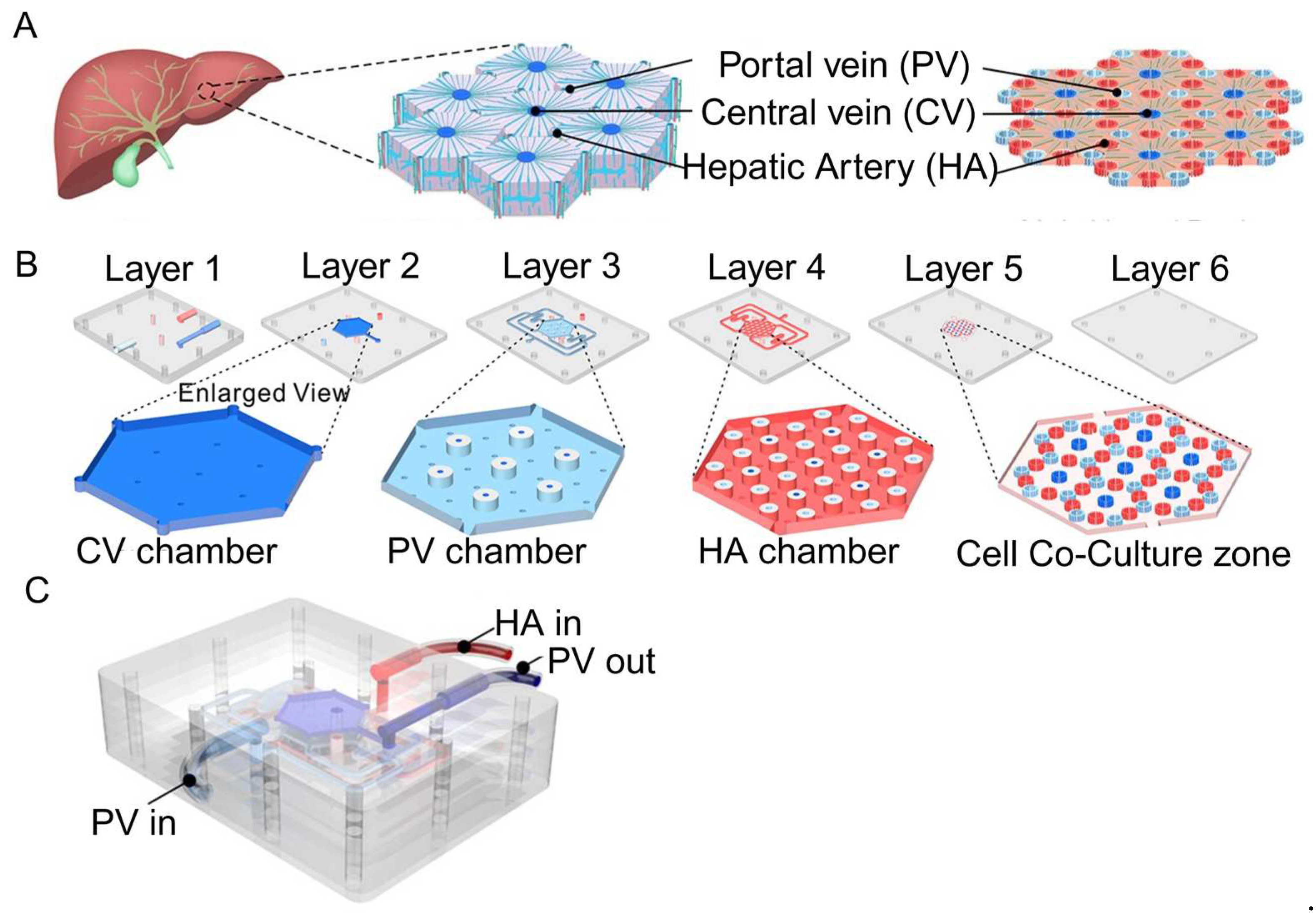 Biosensors 14 00425 g005