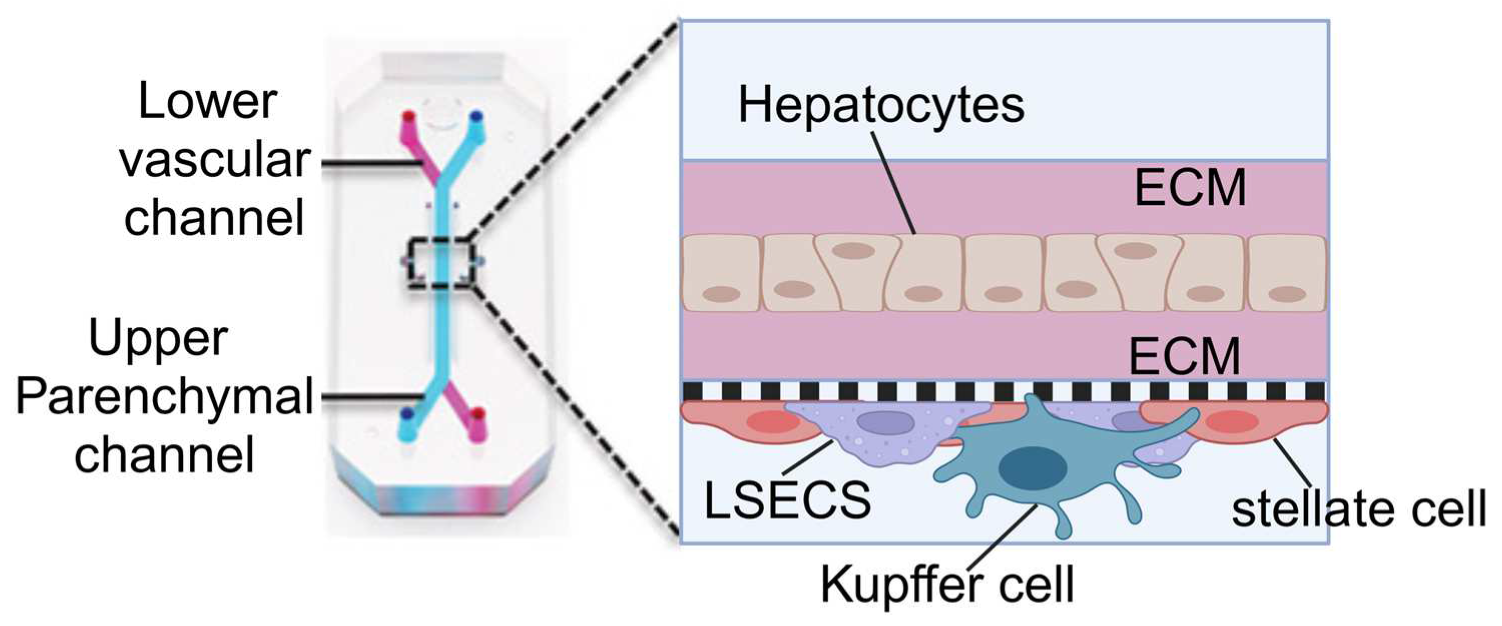 Biosensors 14 00425 g006