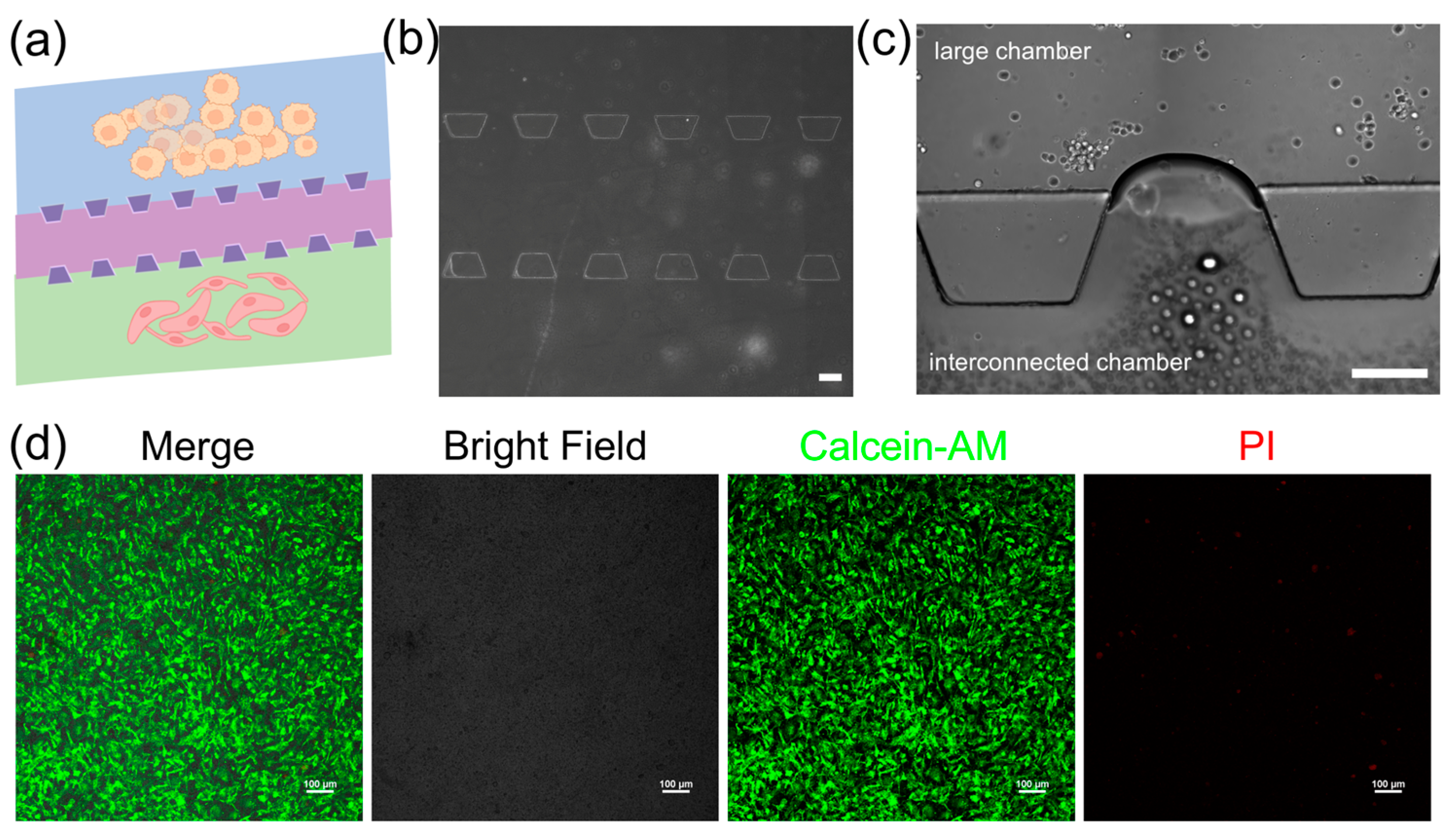 Biosensors 14 00429 g003