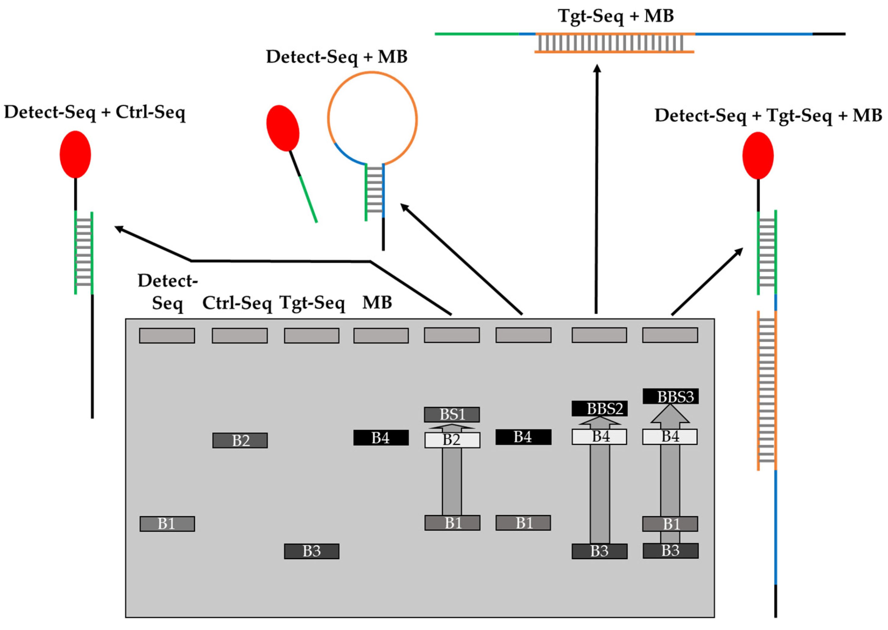 Biosensors 14 00430 g004