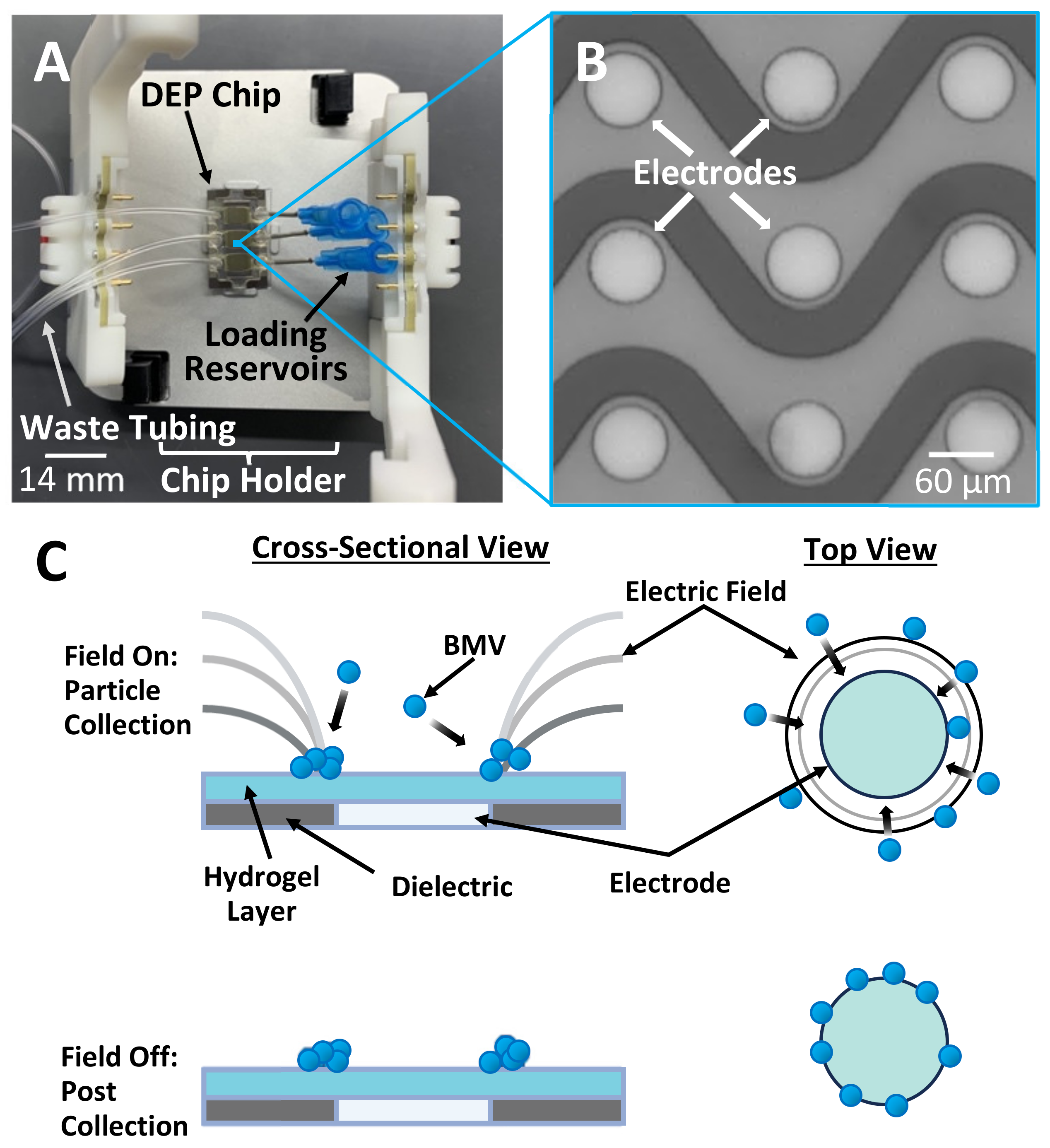 Biosensors 14 00456 g001