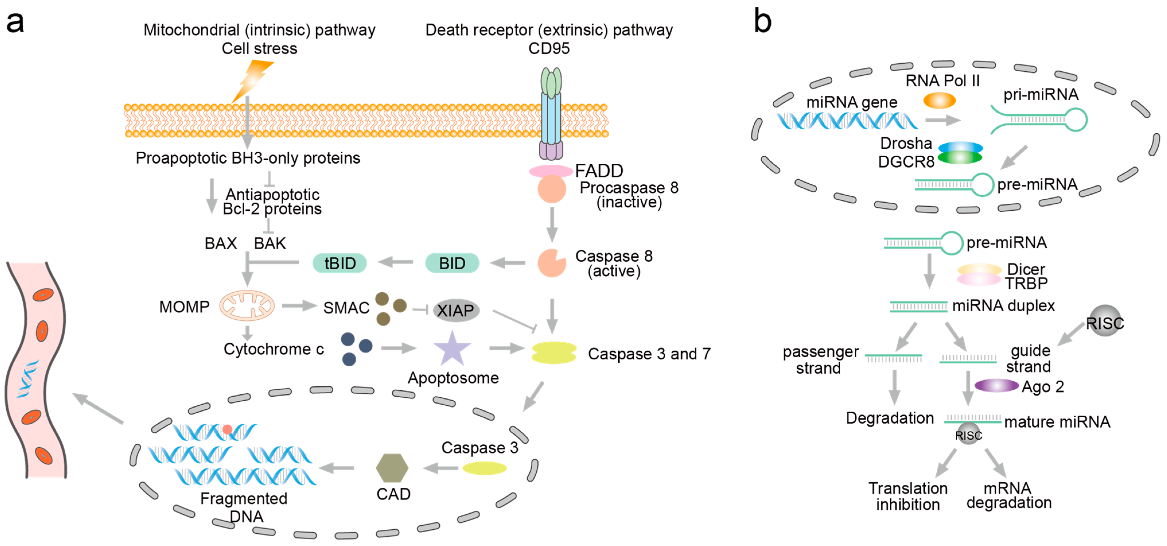 Biosensors 14 00465 g001