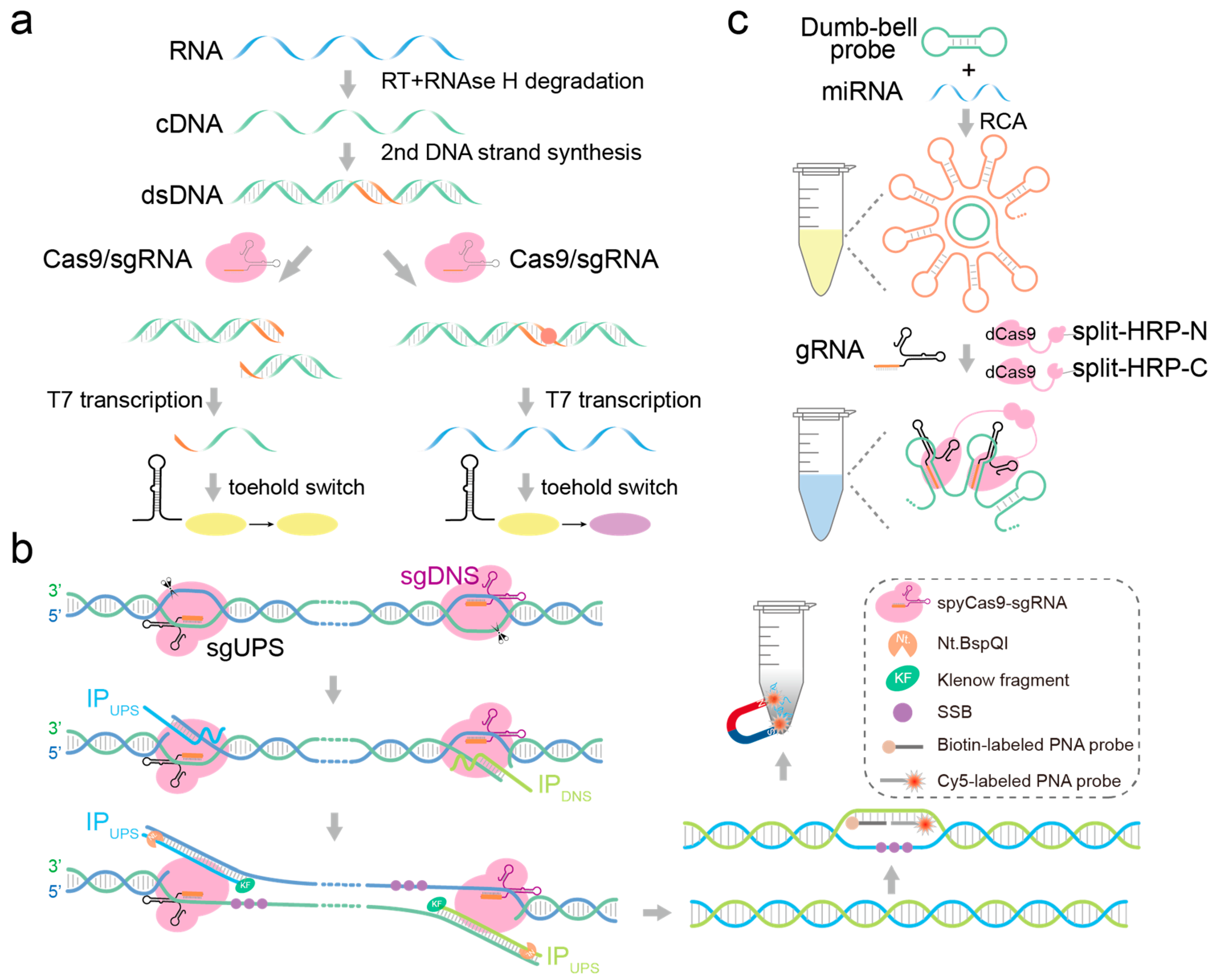 Biosensors 14 00465 g004