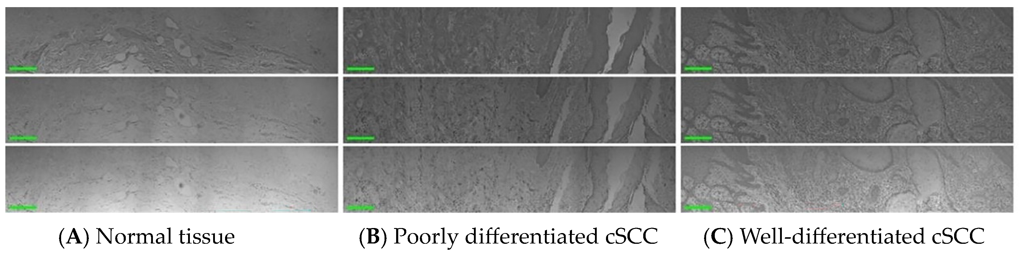 Biosensors 14 00467 g001 Biosensors 14 00467 g001