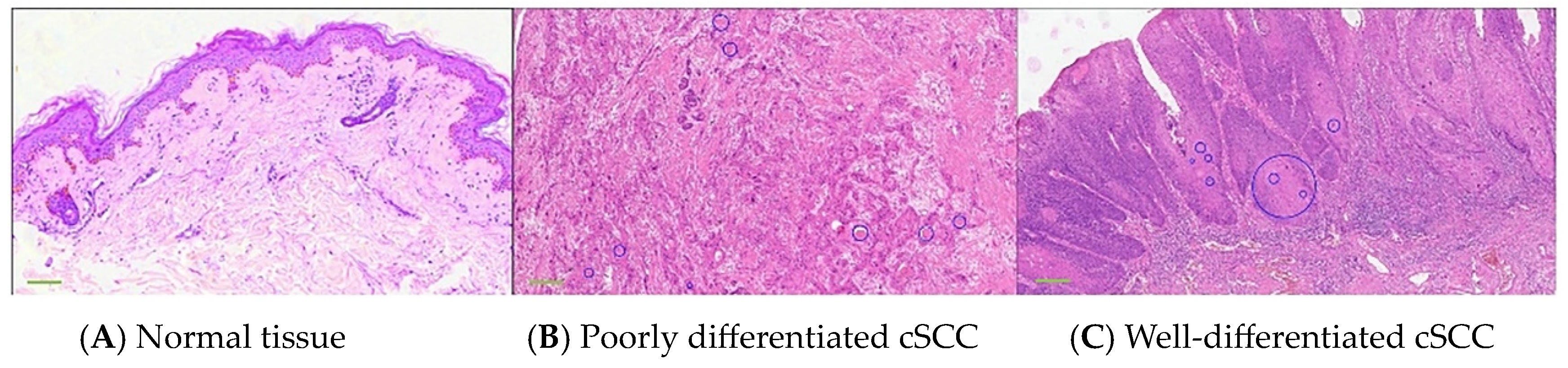 Biosensors 14 00467 g002 Biosensors 14 00467 g002