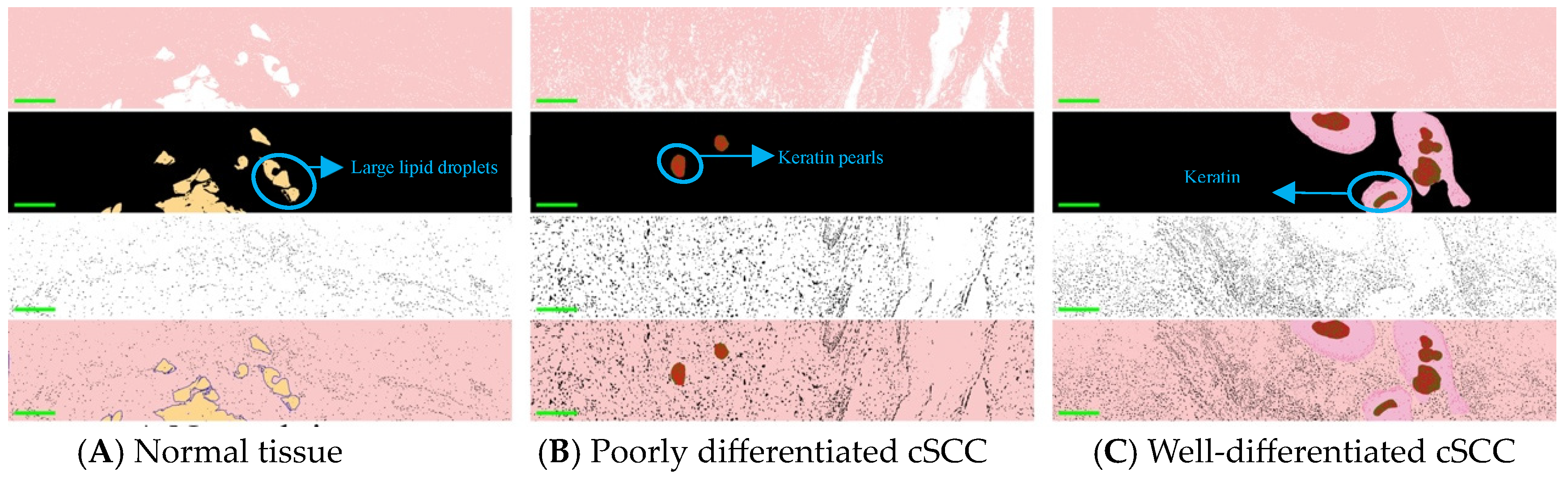 Biosensors 14 00467 g003 Biosensors 14 00467 g003