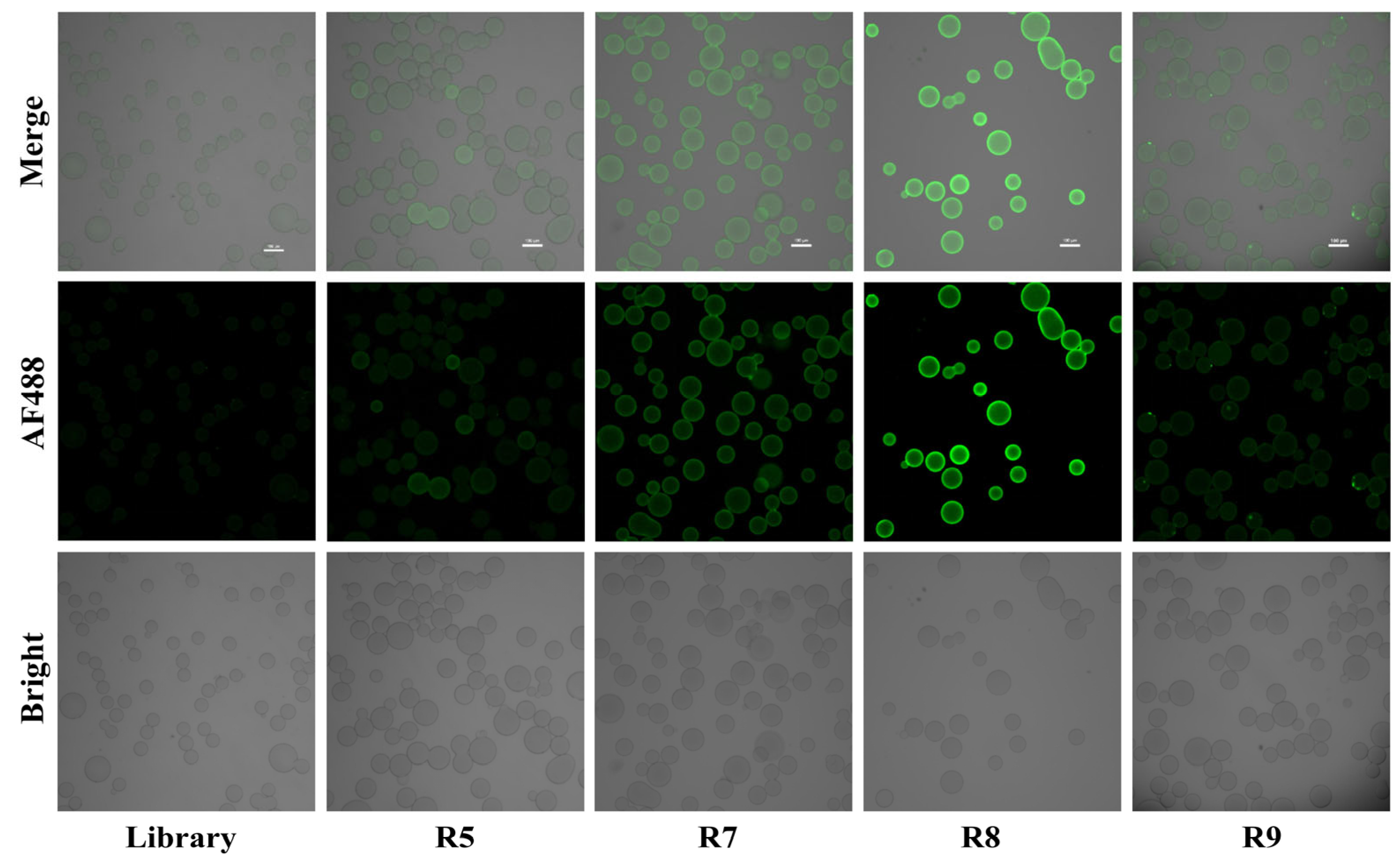 Biosensors 14 00476 g002