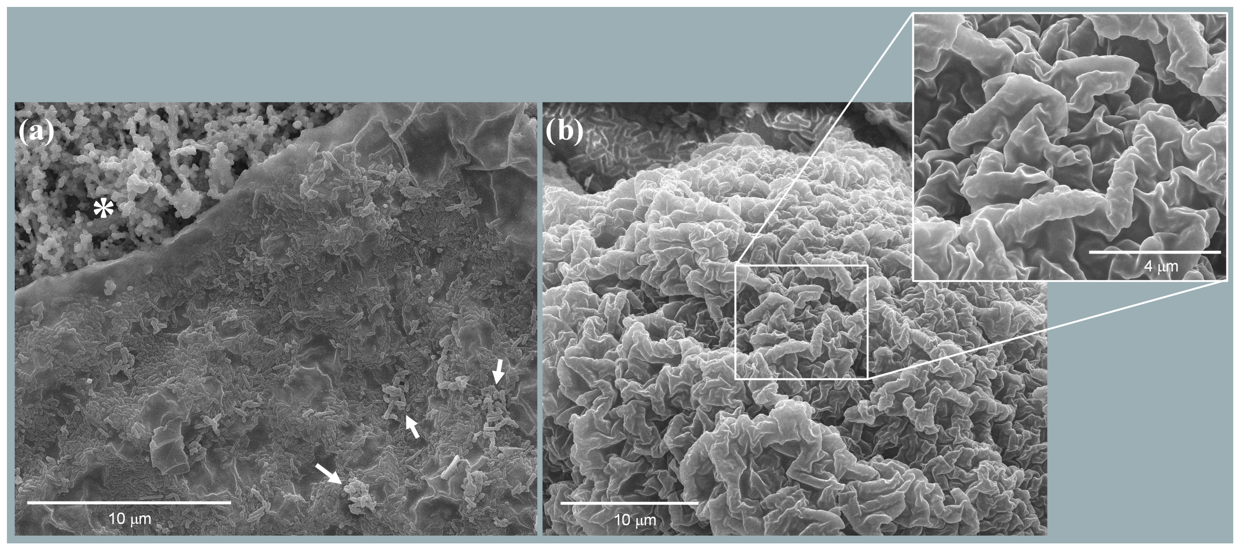 Biosensors 14 00484 g003