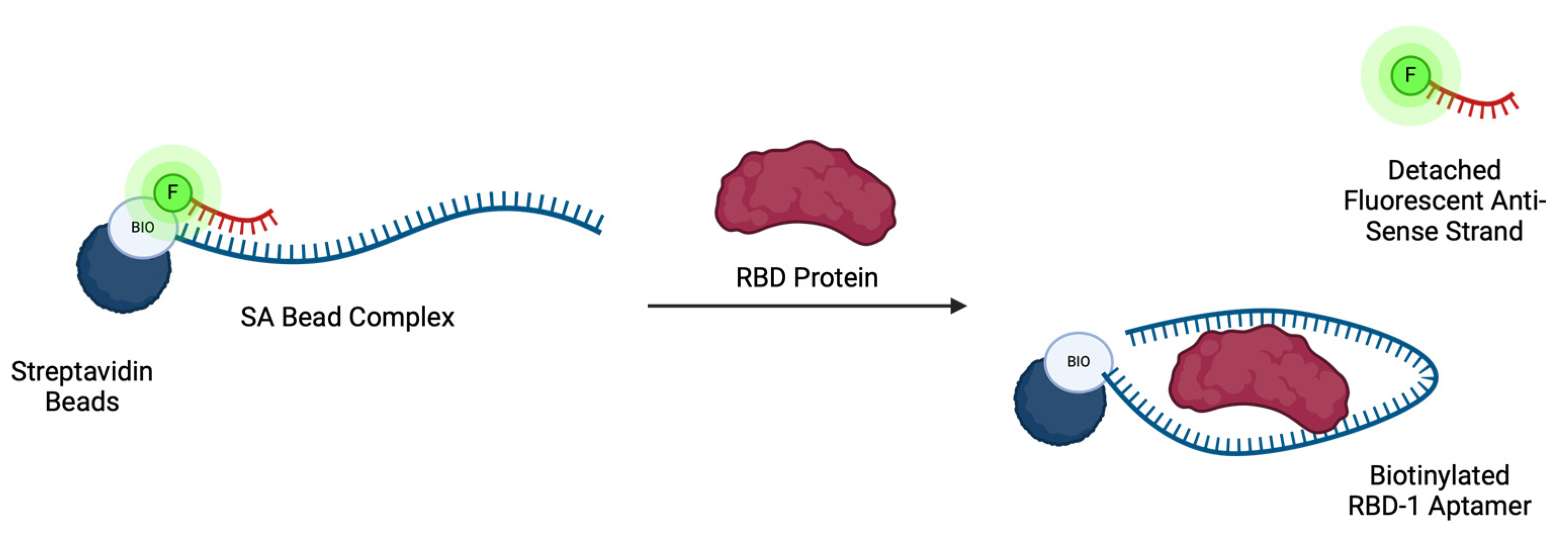Biosensors 14 00509 g001 Biosensors 14 00509 g001