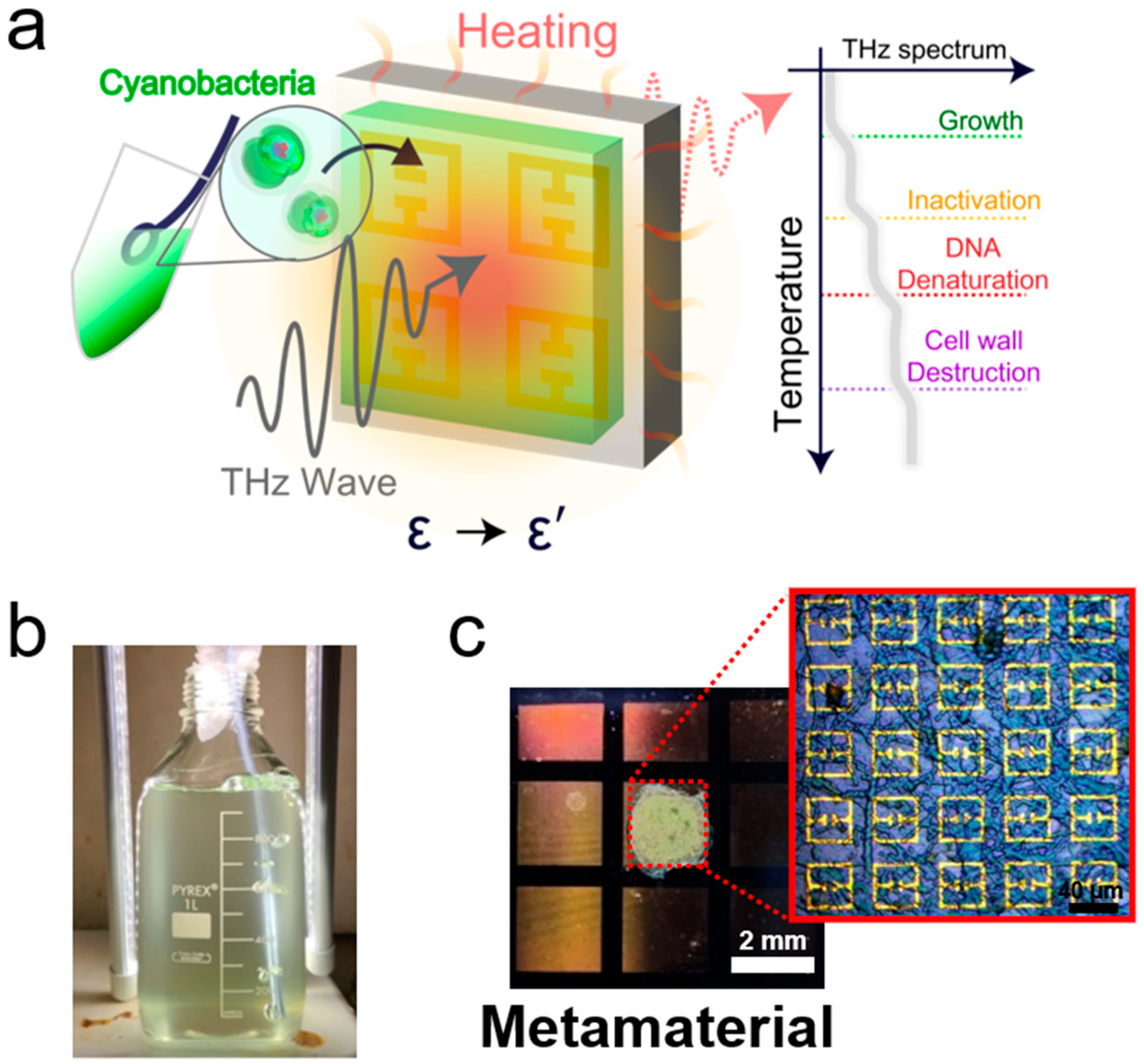 Biosensors 14 00519 g001