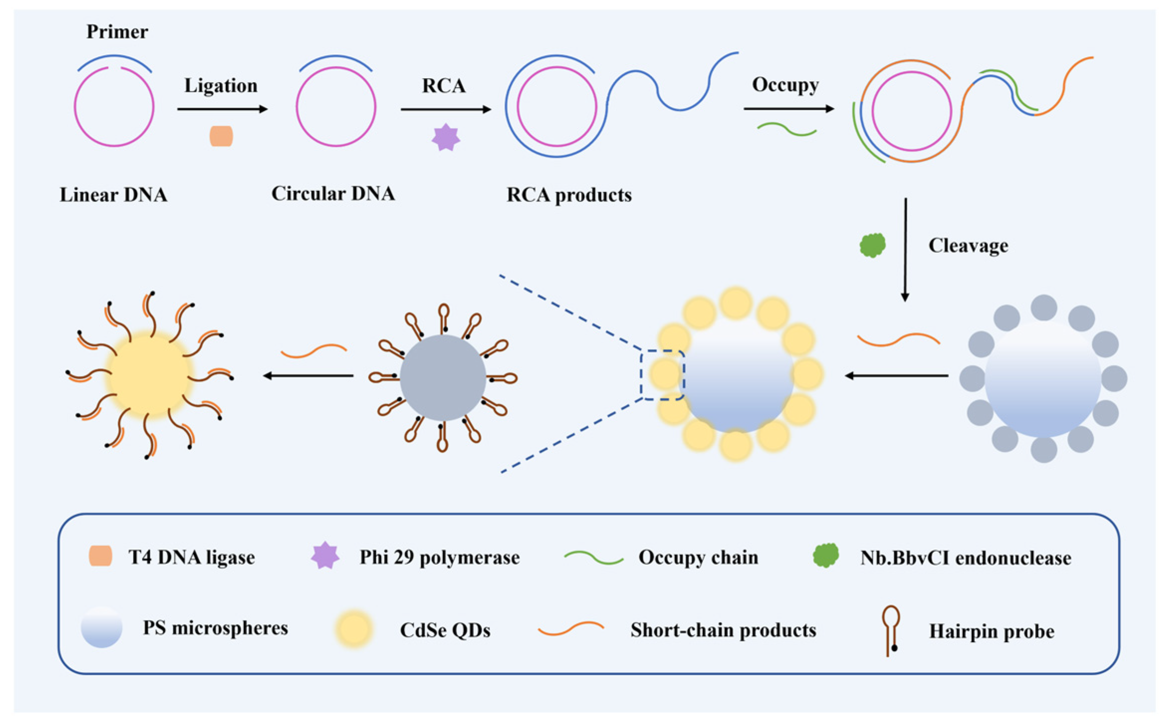 Biosensors 14 00521 g001 Biosensors 14 00521 g001