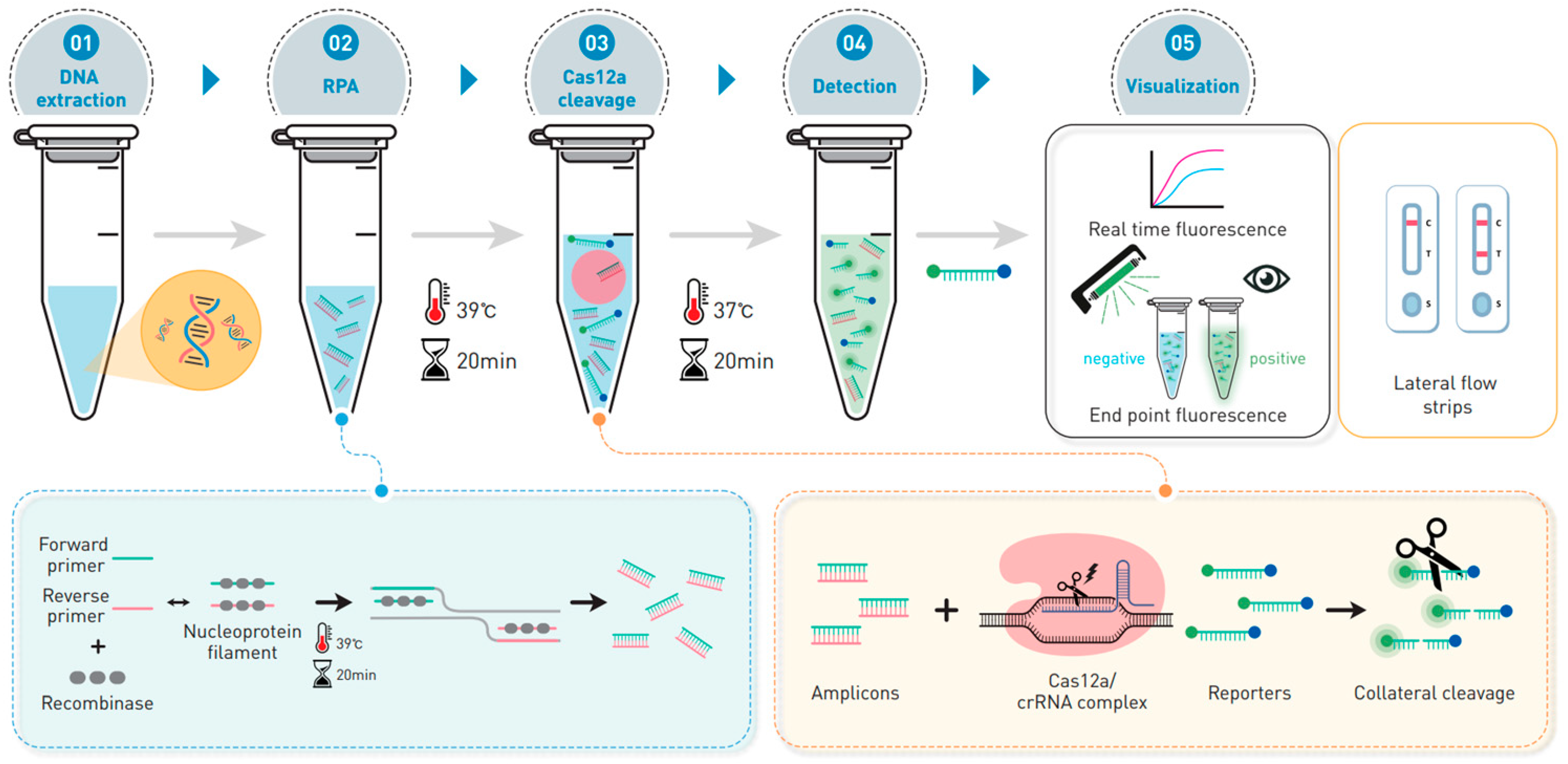 Biosensors 14 00536 g001
