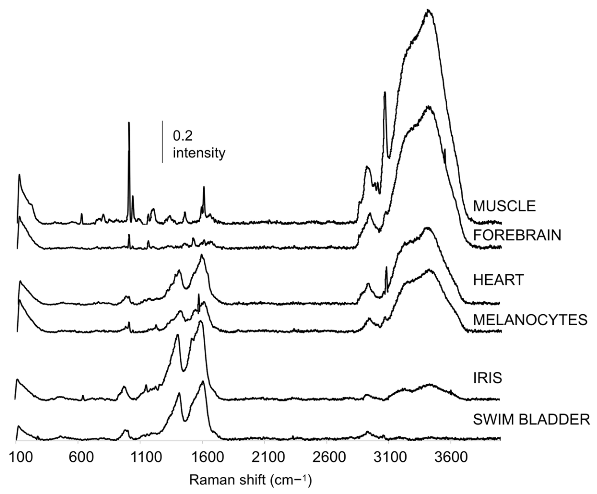 Biosensors 14 00538 g001