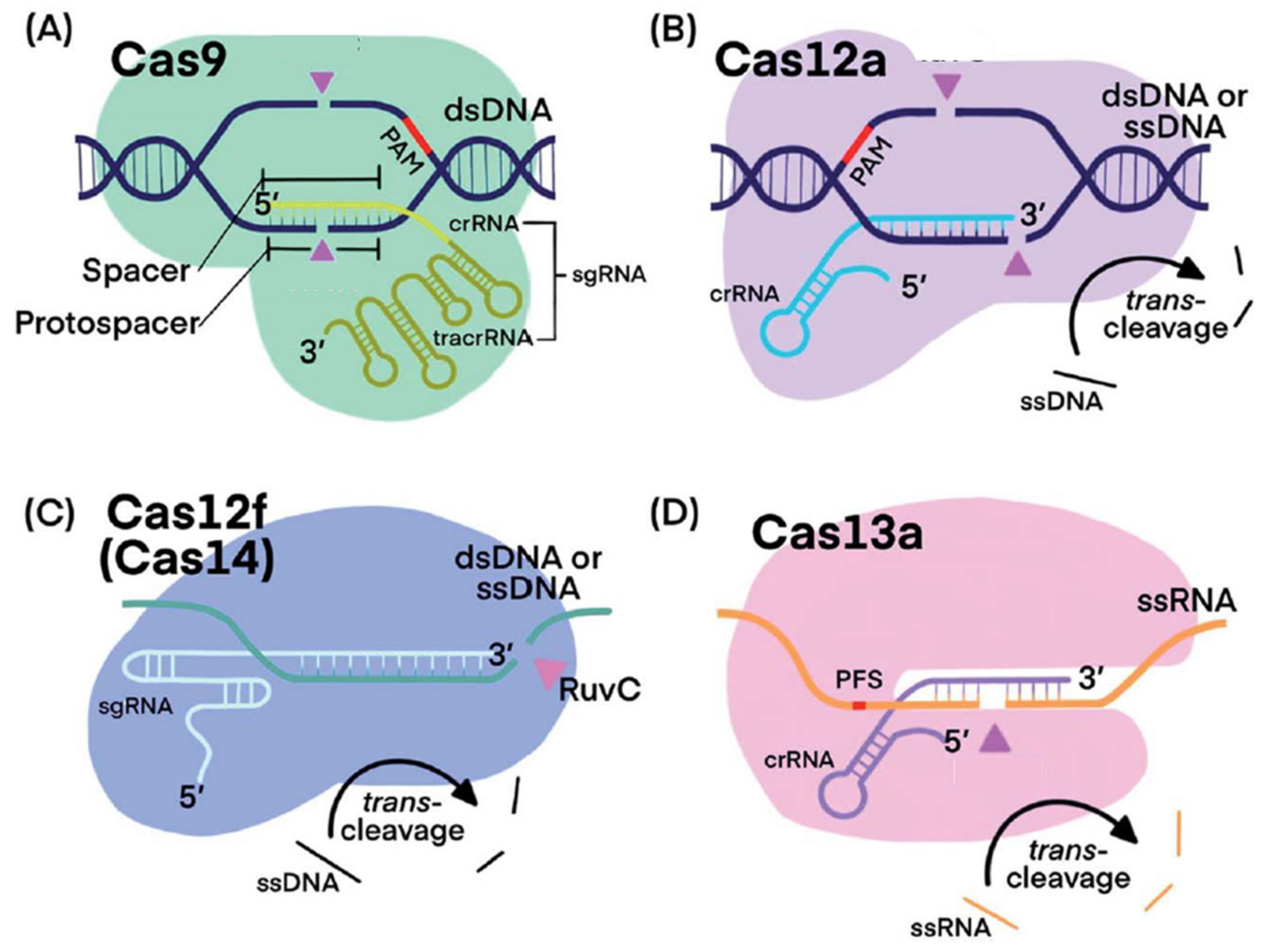 Biosensors 14 00541 g003