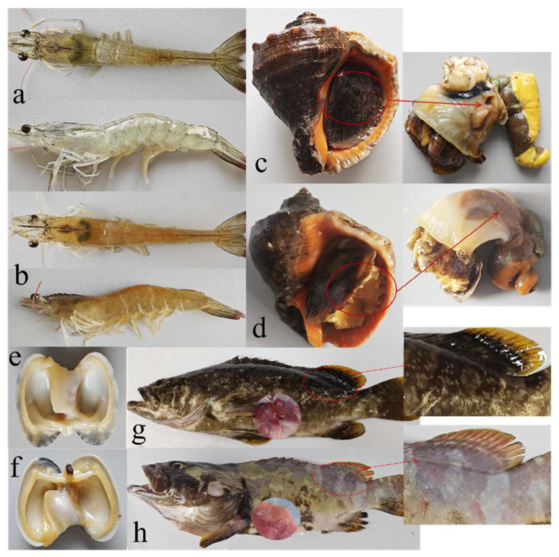 Biosensors 14 00548 g010 Biosensors 14 00548 g010