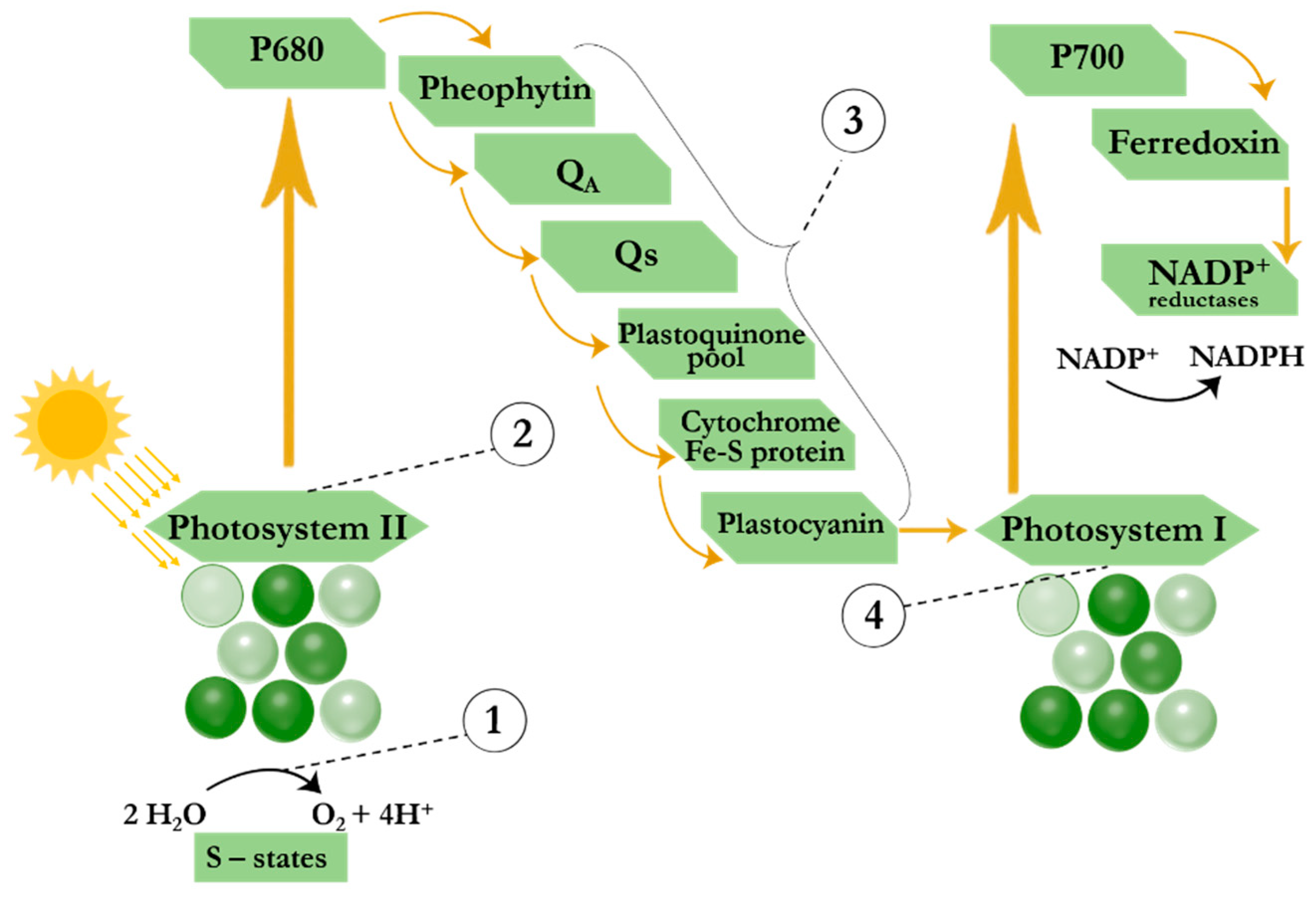 Biosensors 14 00573 g004