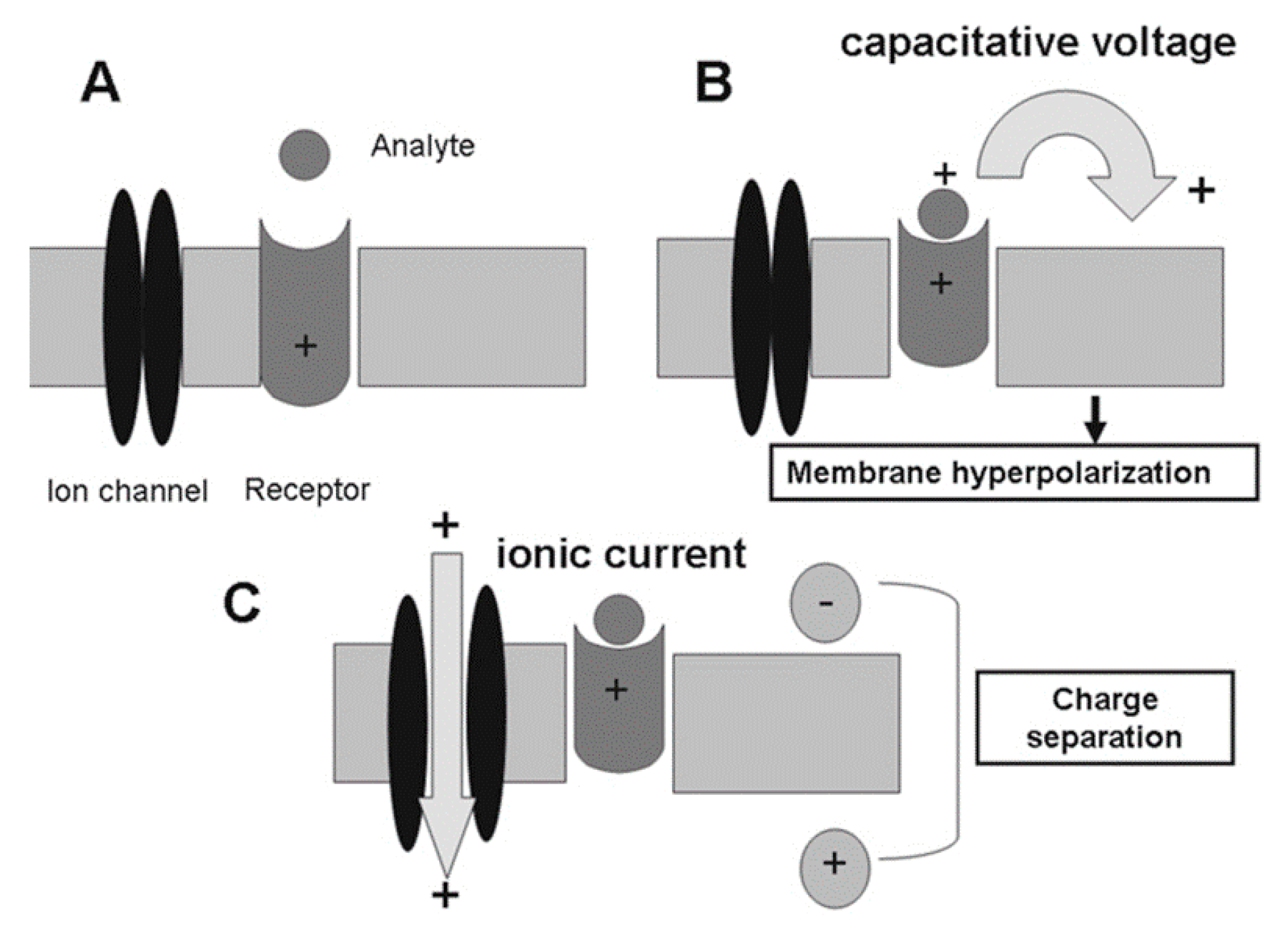 Biosensors 14 00582 g001