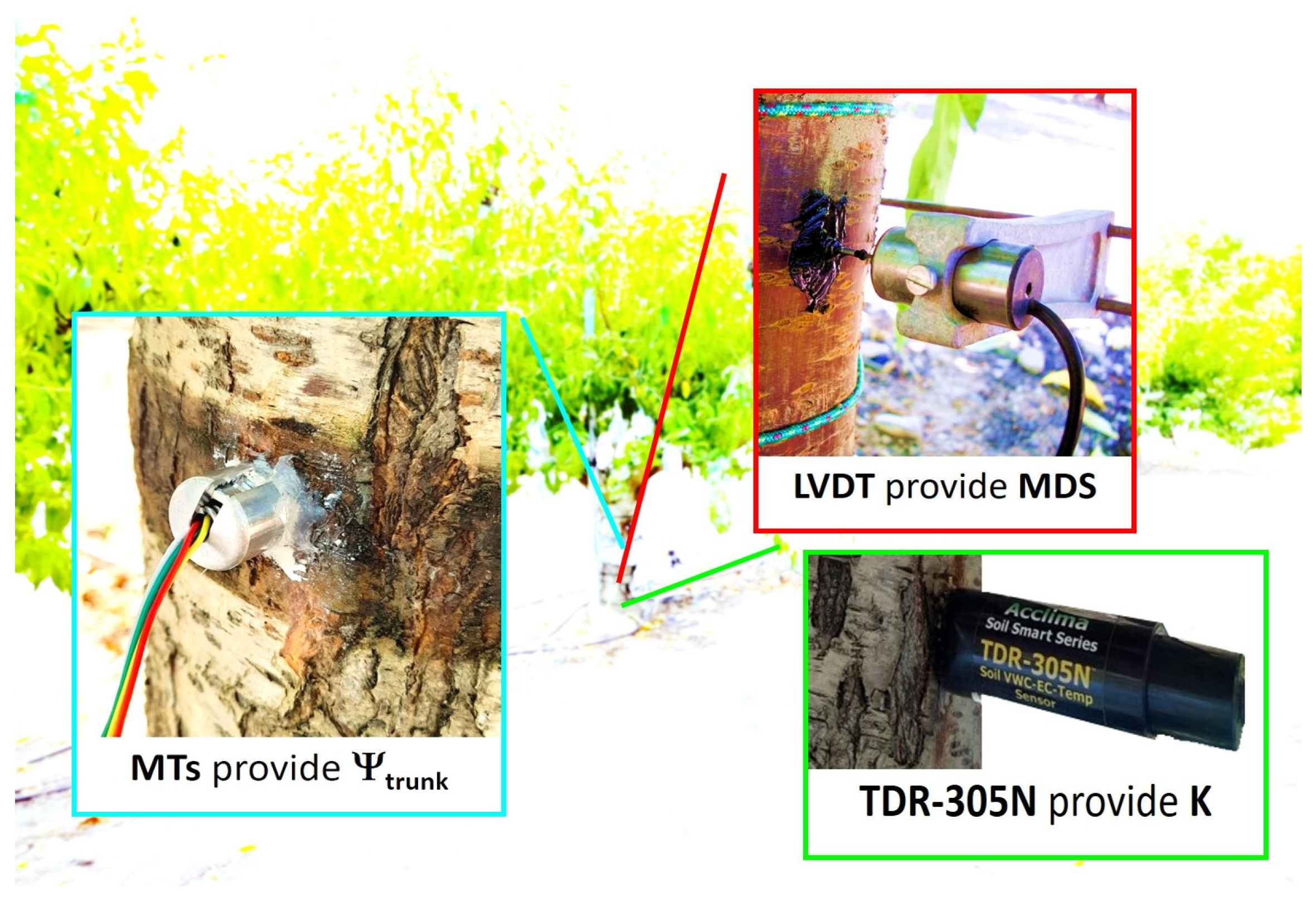 Biosensors 14 00583 g001