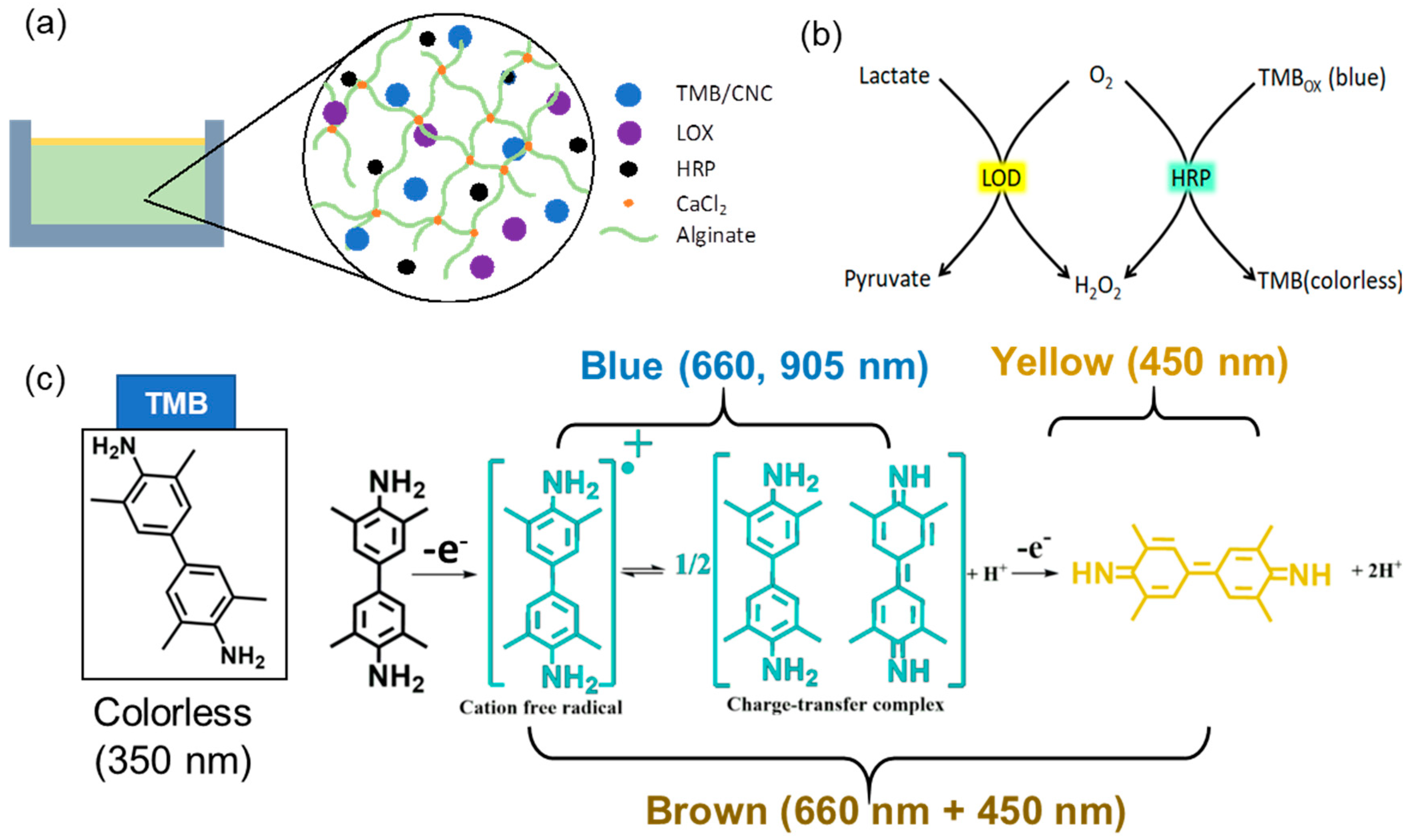 Biosensors 14 00584 g001