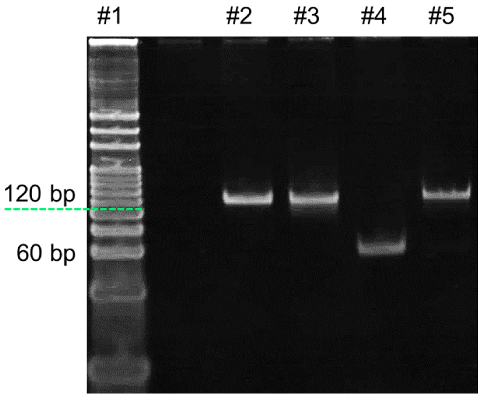 Biosensors 14 00608 g002