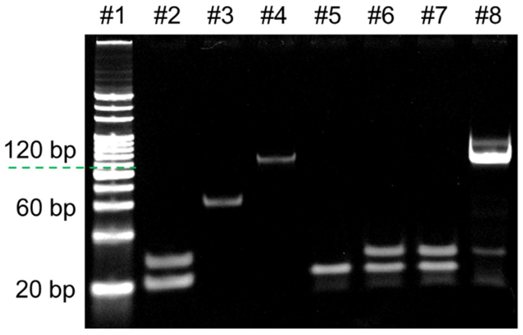 Biosensors 14 00608 g003