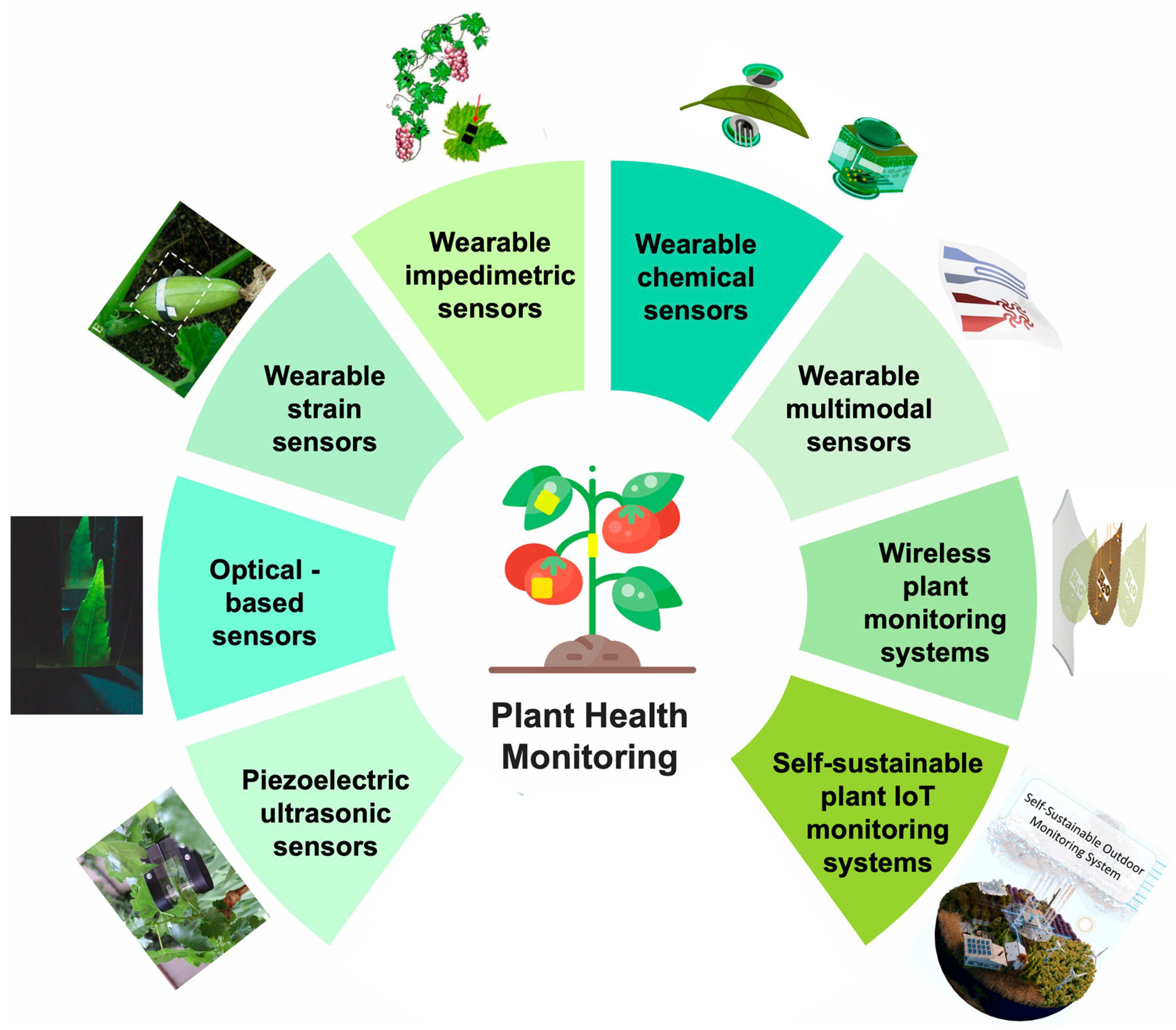 Biosensors 14 00629 g001