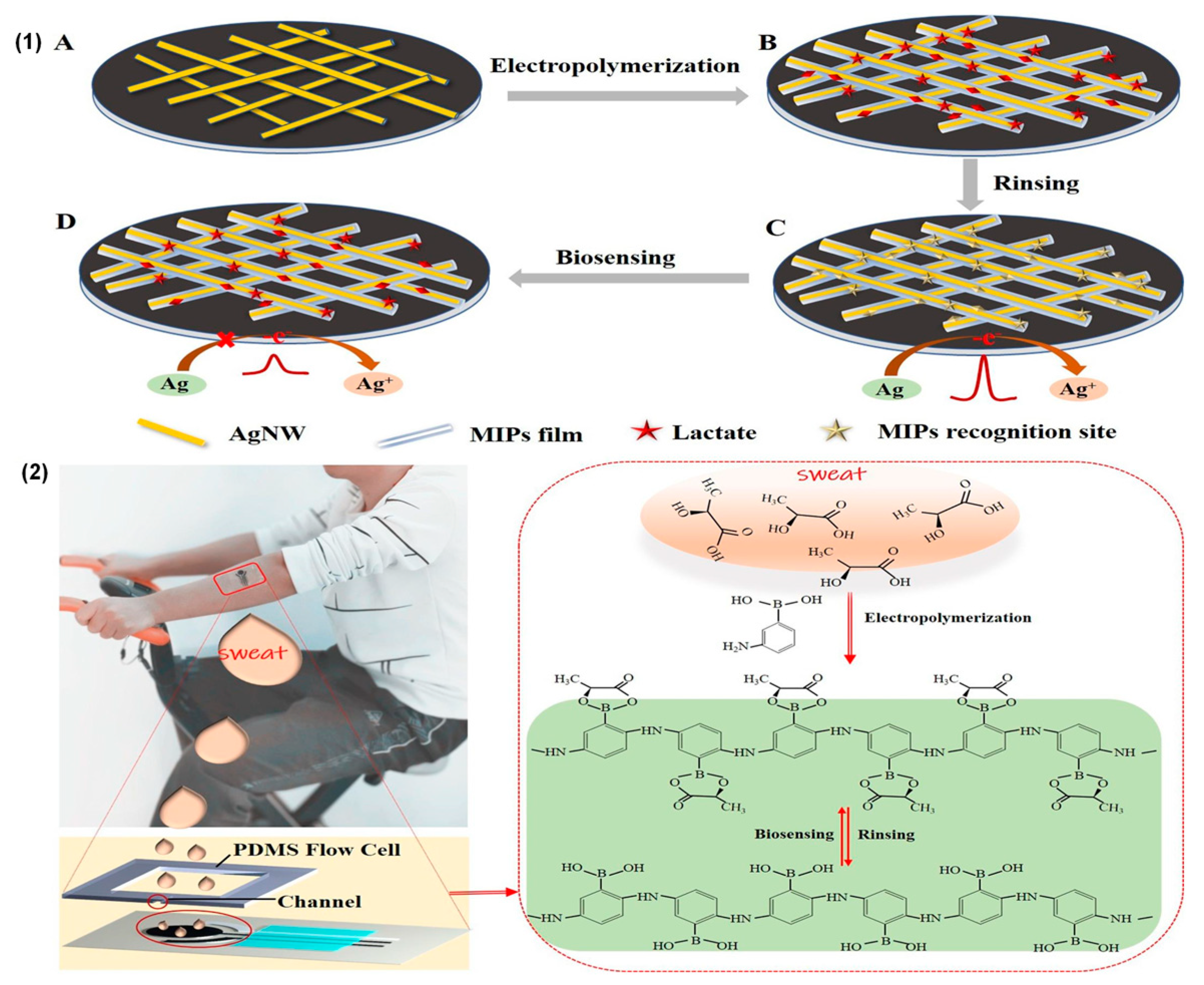Biosensors 15 00003 g005