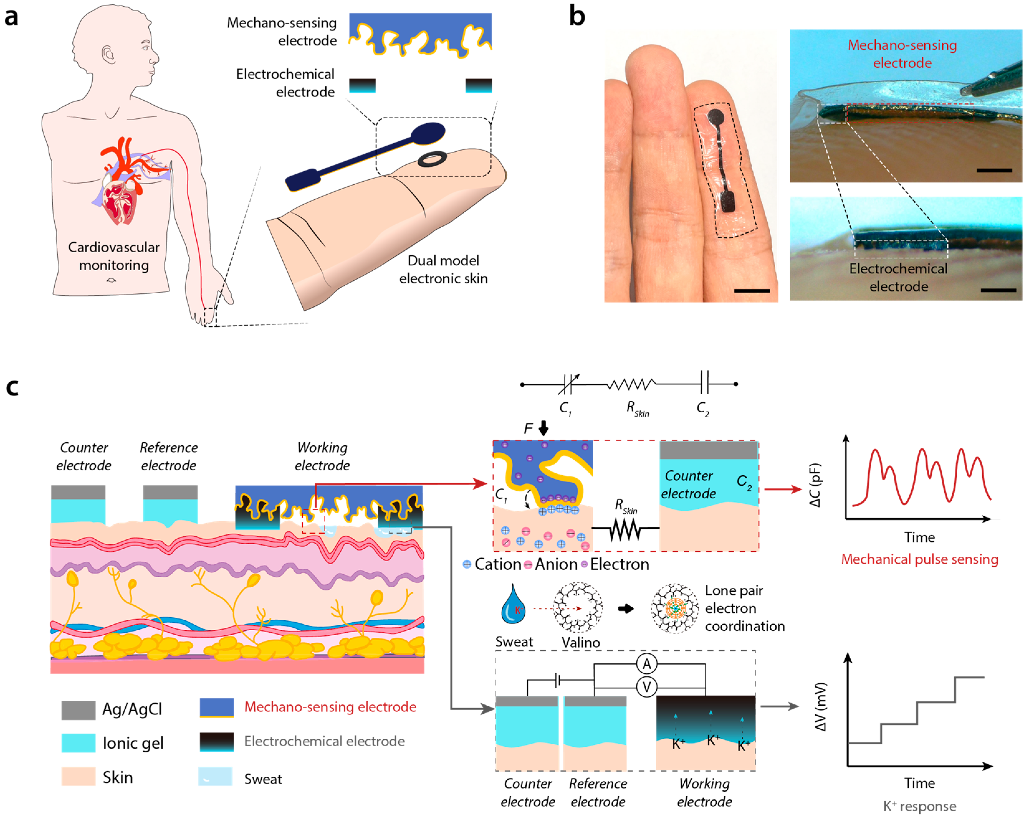 Biosensors 15 00005 g001