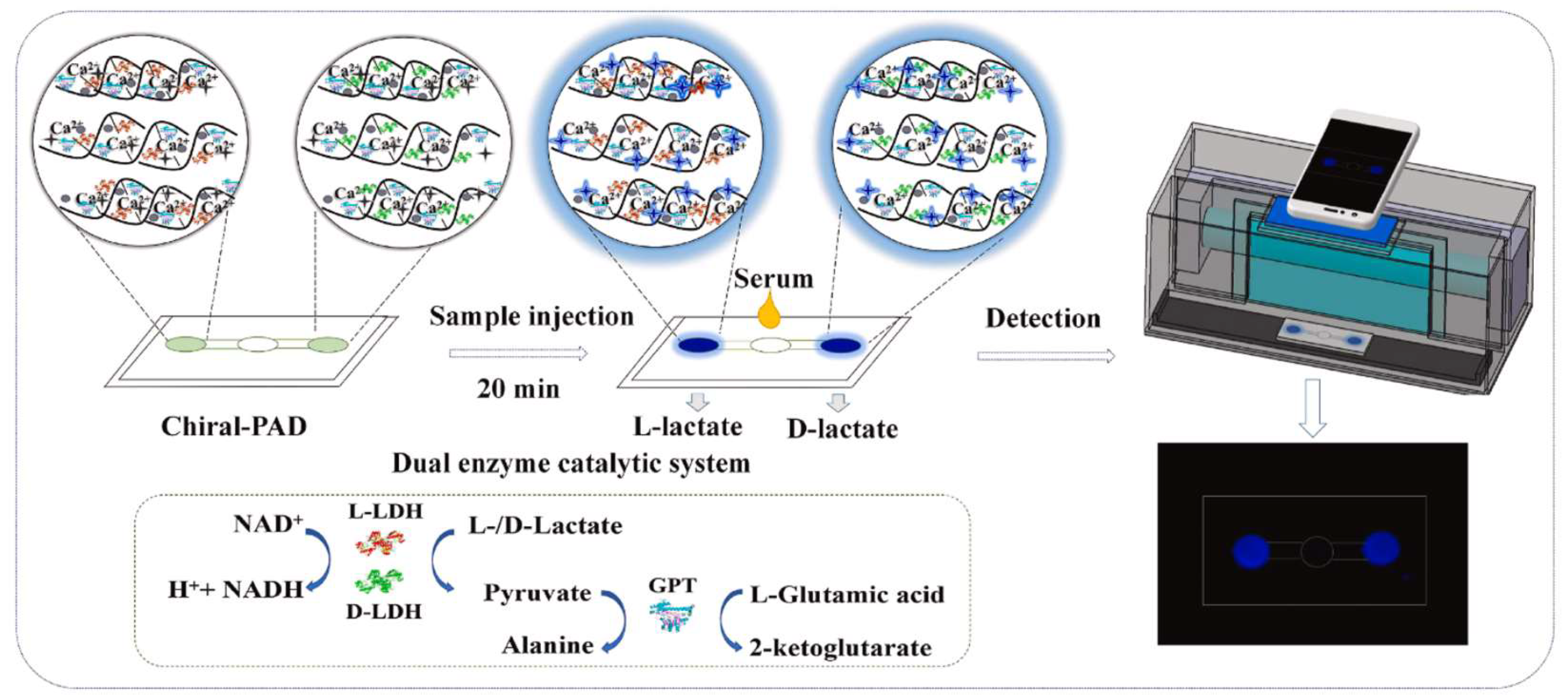 Biosensors 15 00013 g002