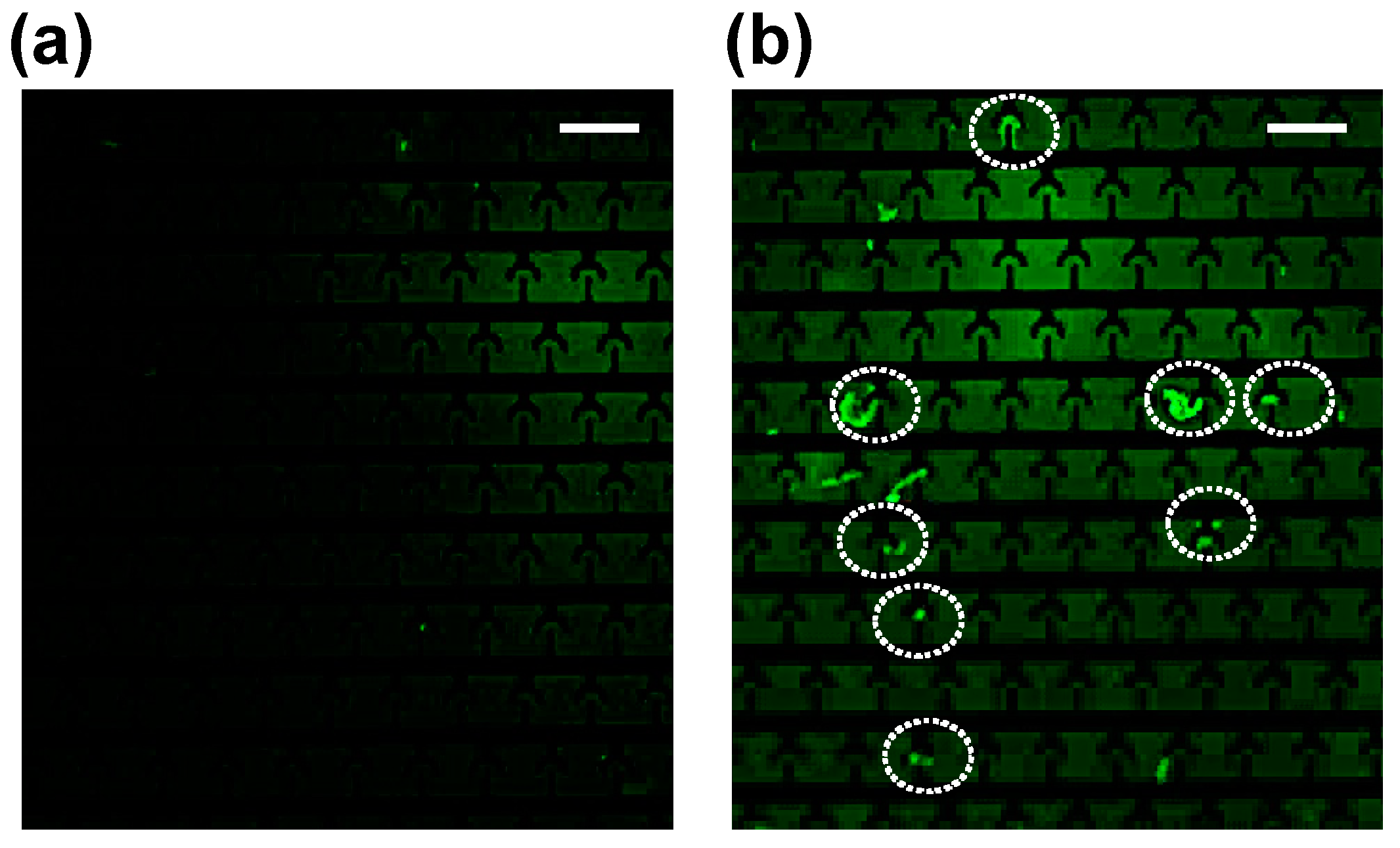 Biosensors 15 00022 g005