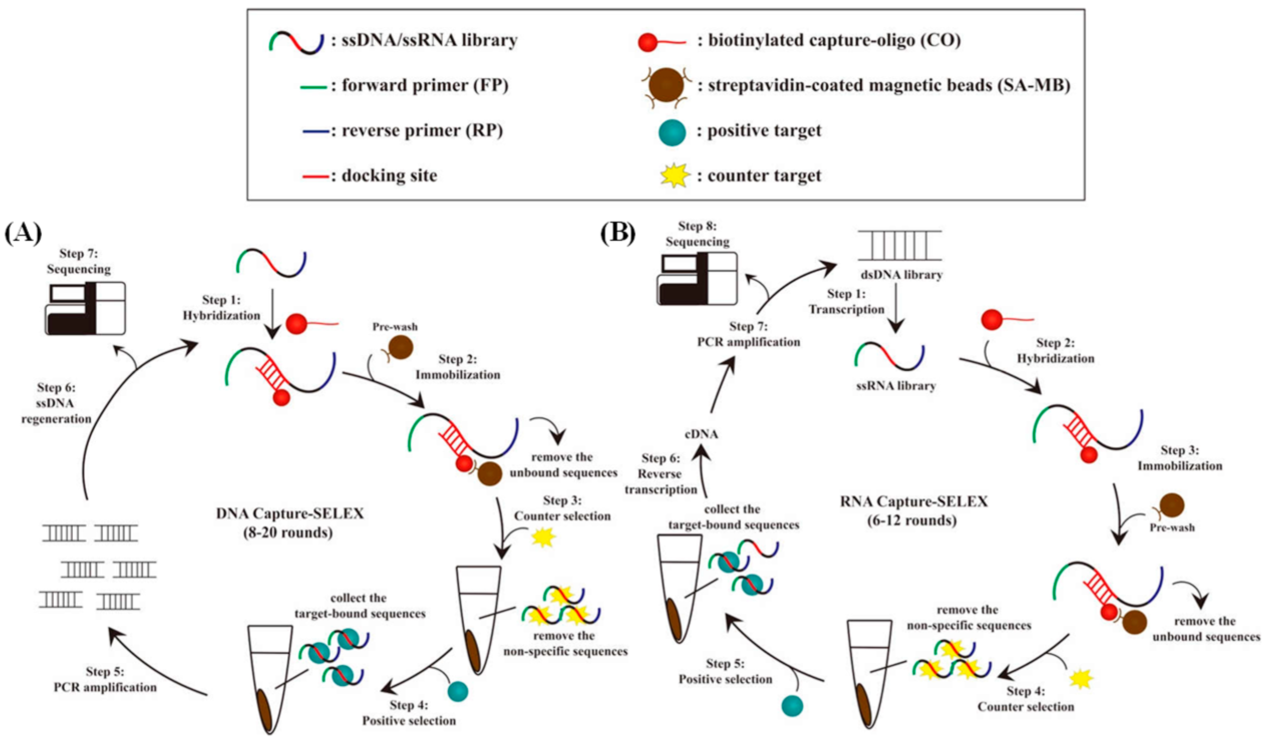 Biosensors 15 00029 g004