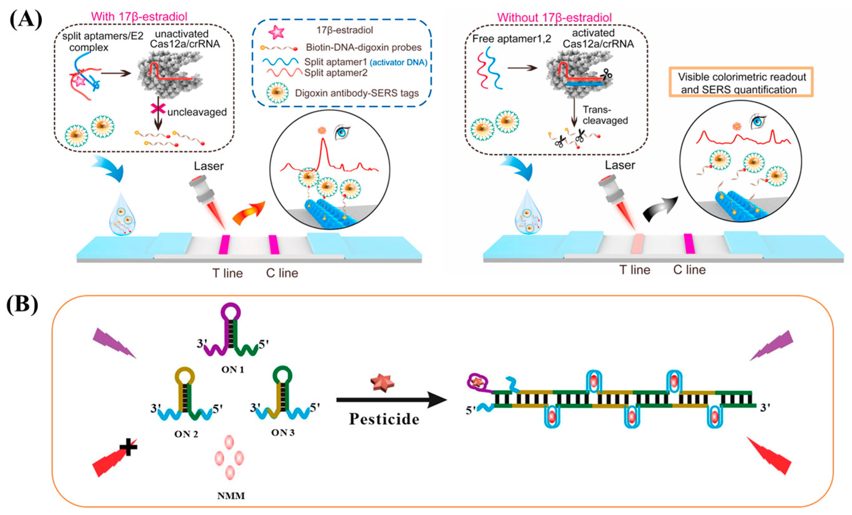 Biosensors 15 00029 g007
