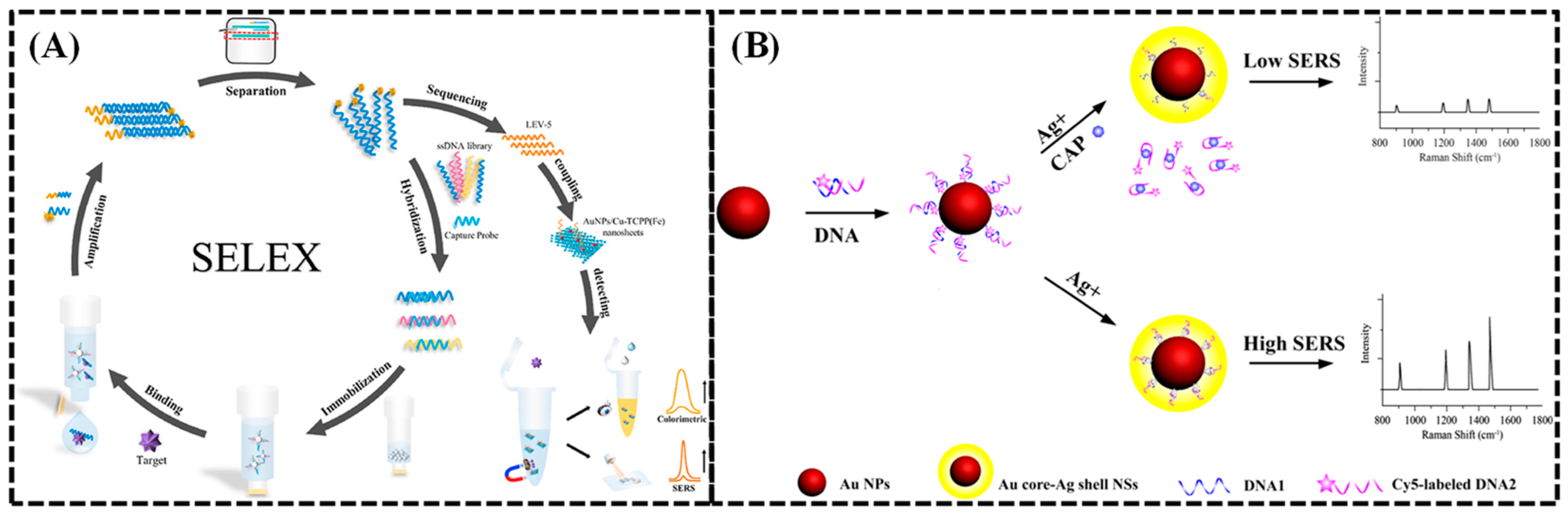 Biosensors 15 00029 g014
