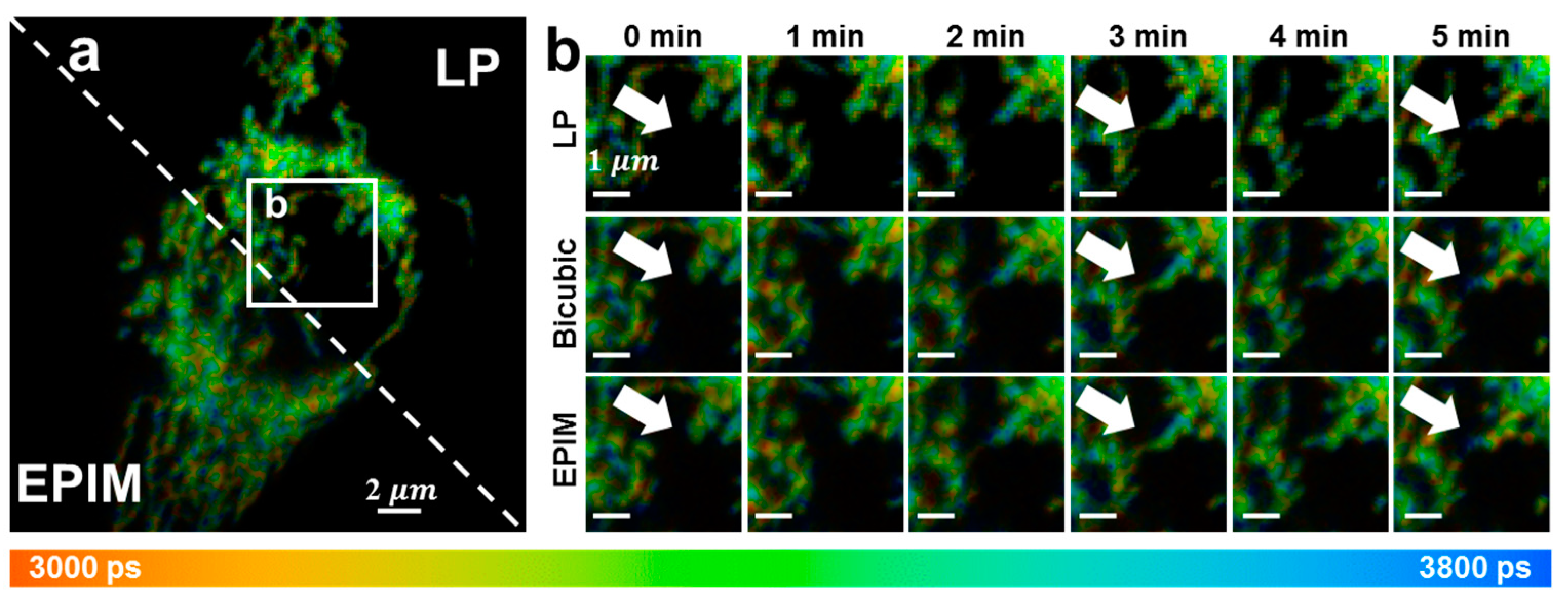 Biosensors 15 00043 g005 Biosensors 15 00043 g005