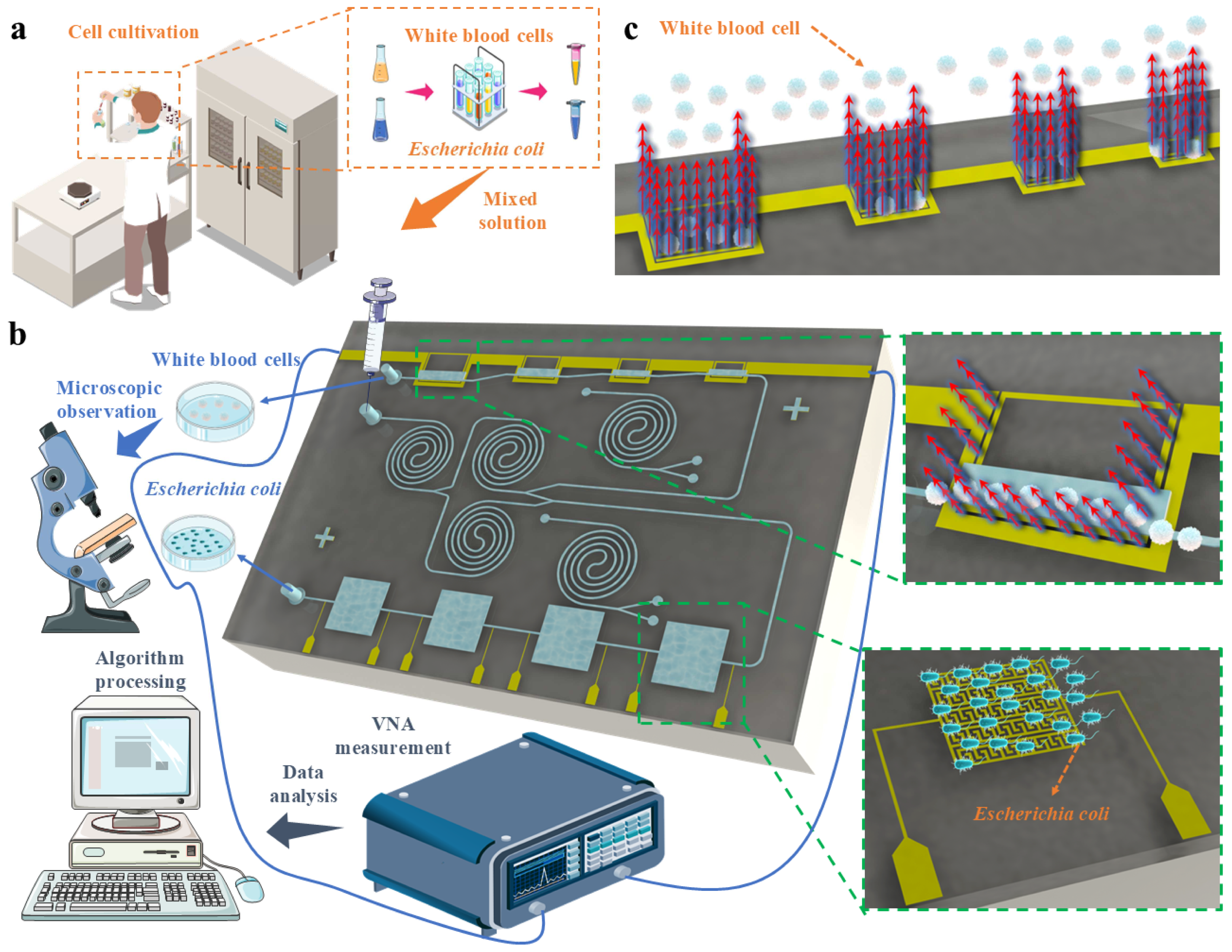 Biosensors 15 00045 g007