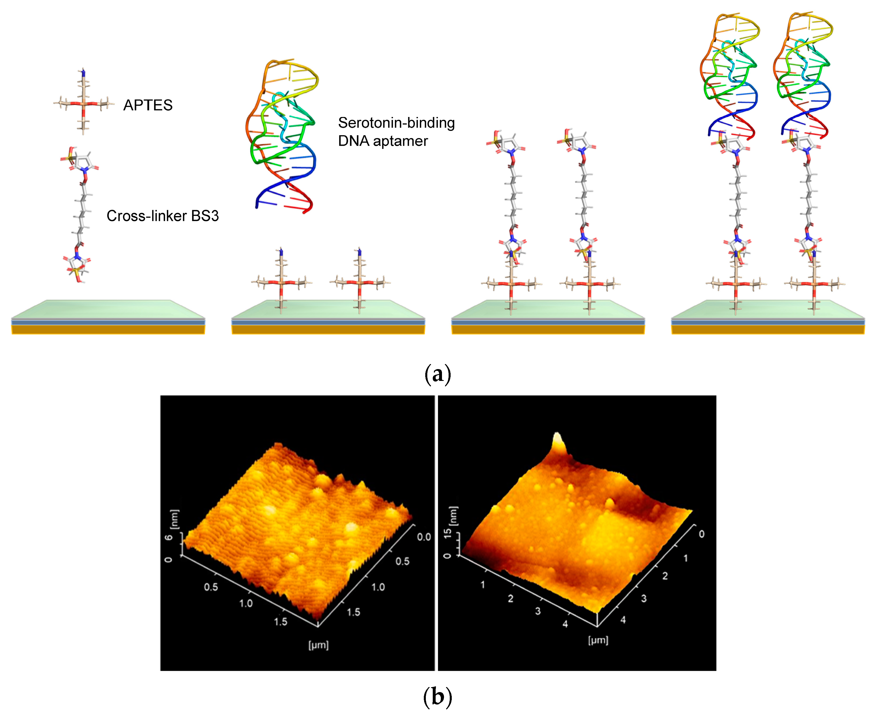 Biosensors 15 00046 g002