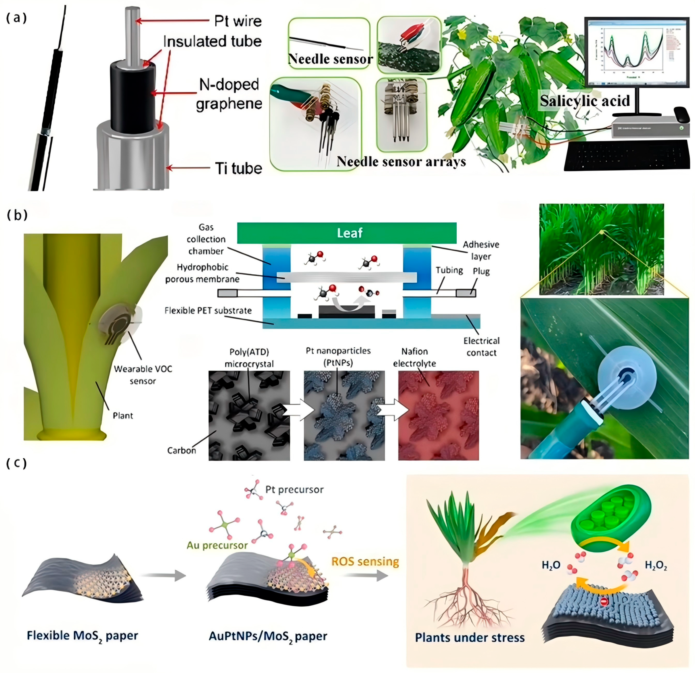 Biosensors 15 00053 g008