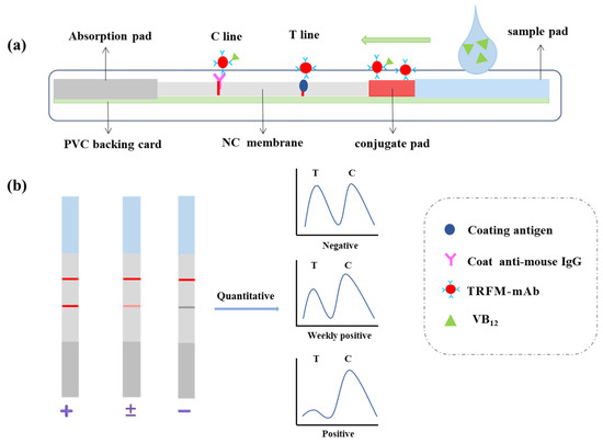 A Time-Resolved Fluorescent Microsphere Immunochromatographic