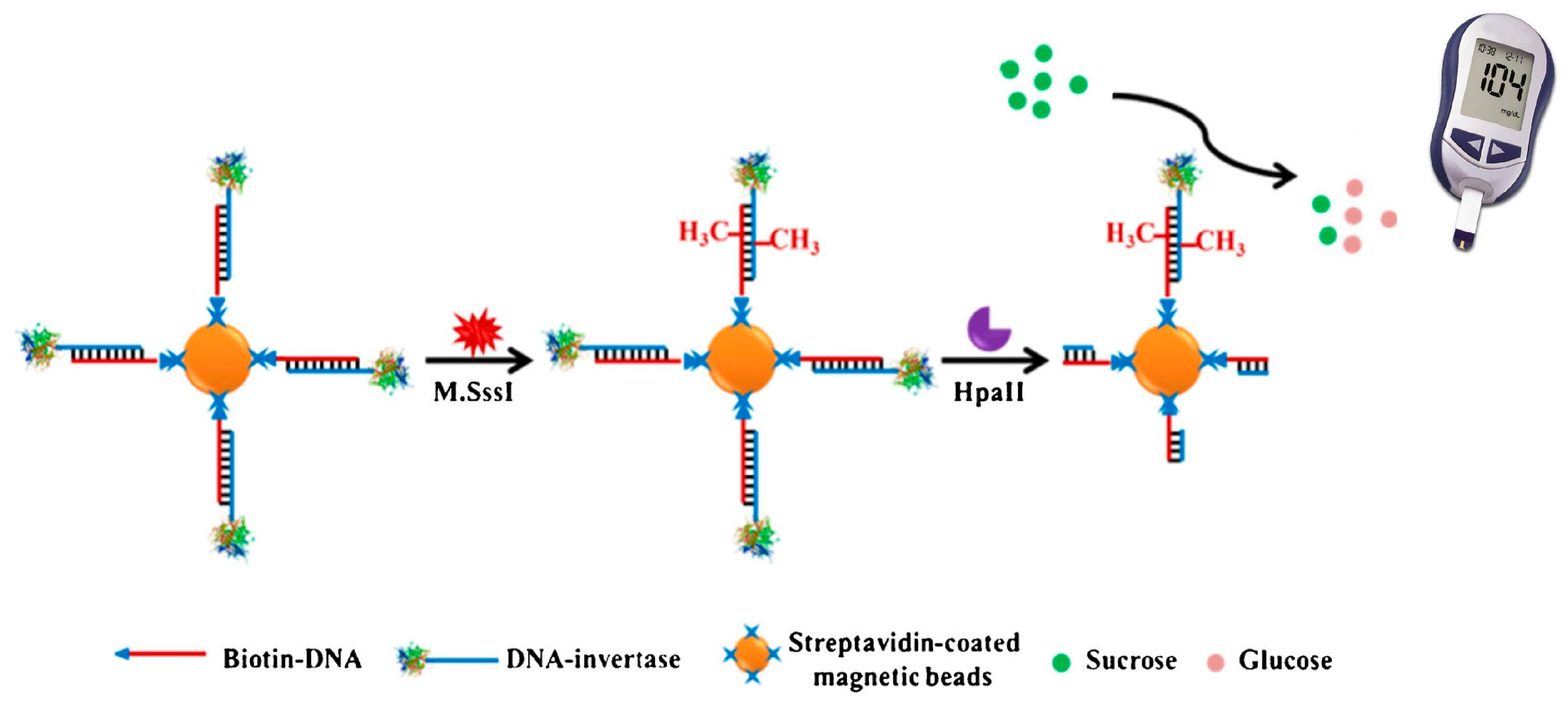 Biosensors 15 00121 g012